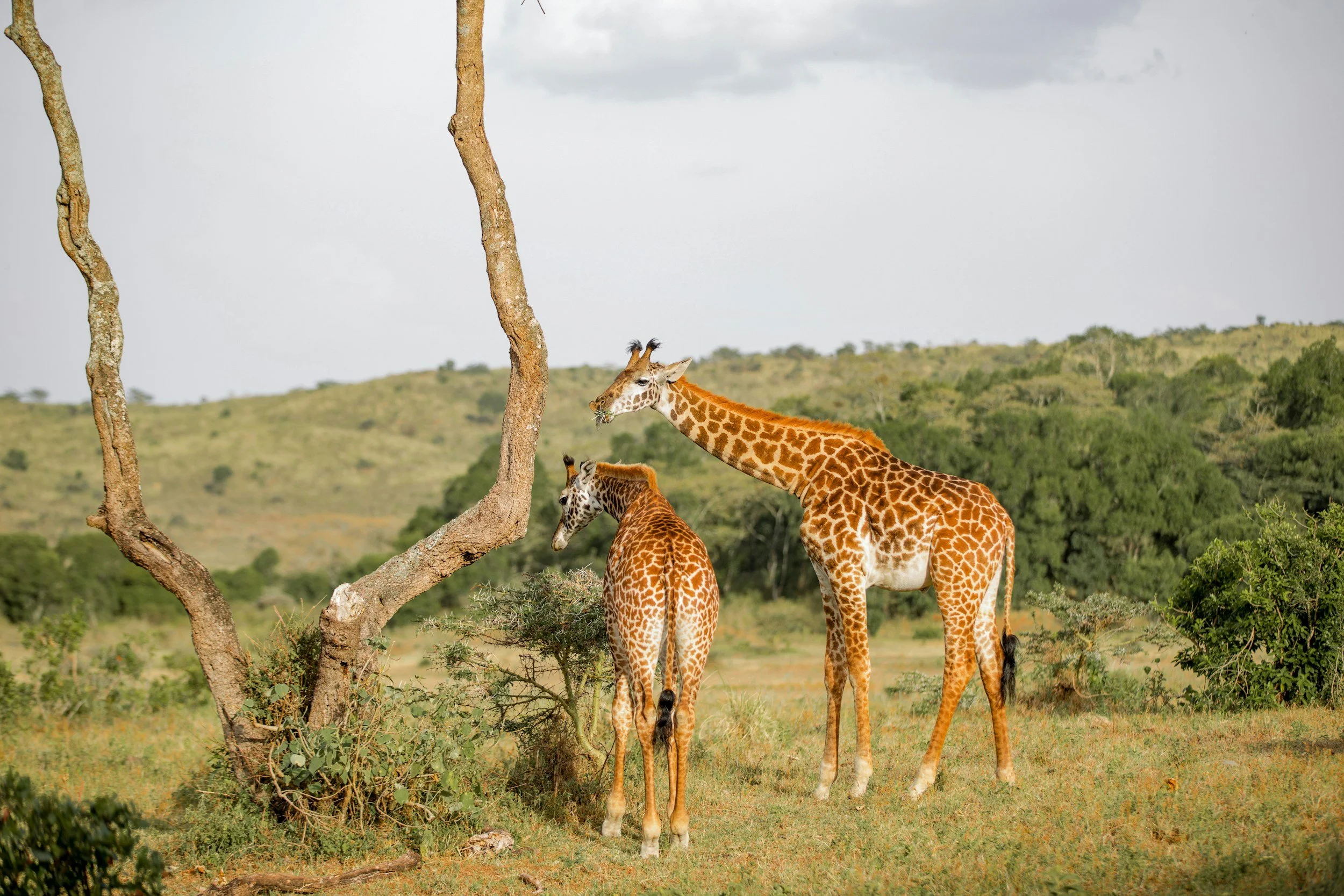 Two giraffes grazing beside an acacia tree on the lush green savannah of Tanzania on a private safari