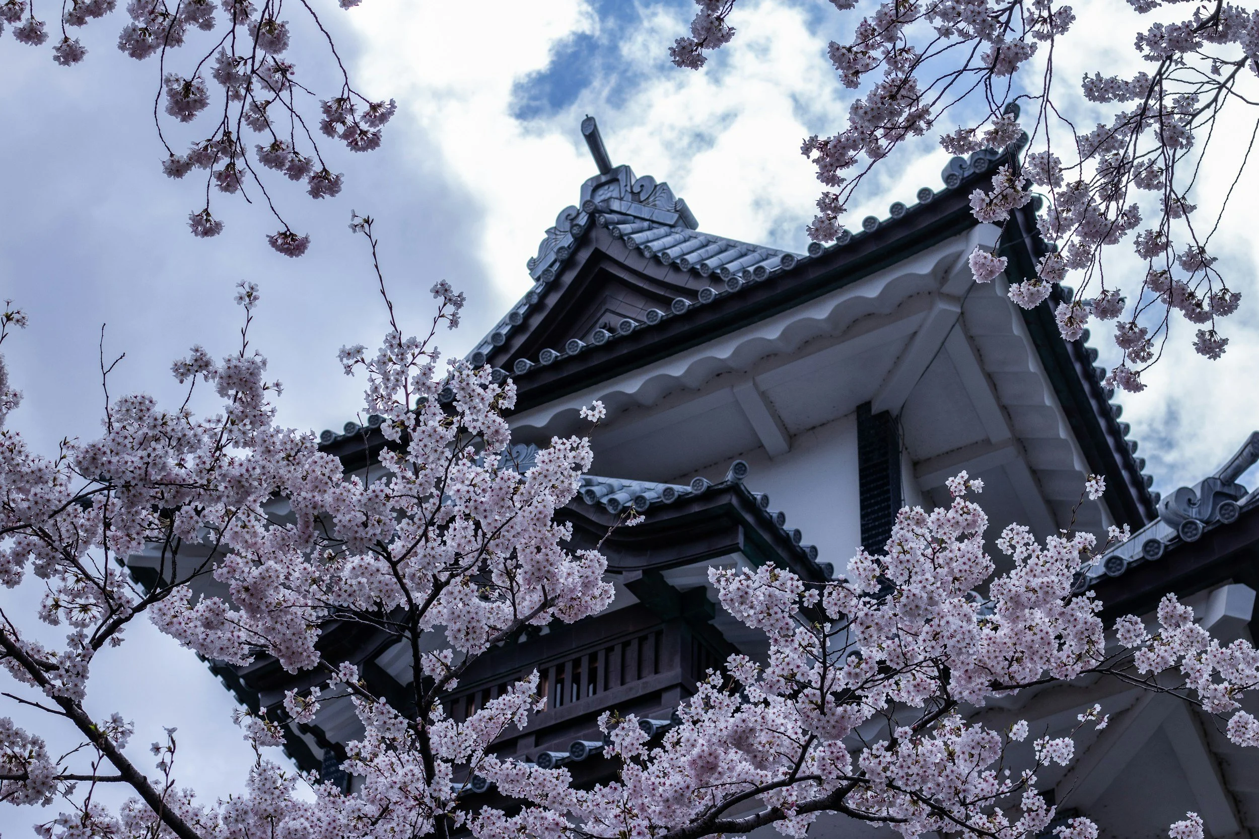 Traditional Japanese castle tower framed by cherry blossom branches in Kanazawa on a private tour of Japan