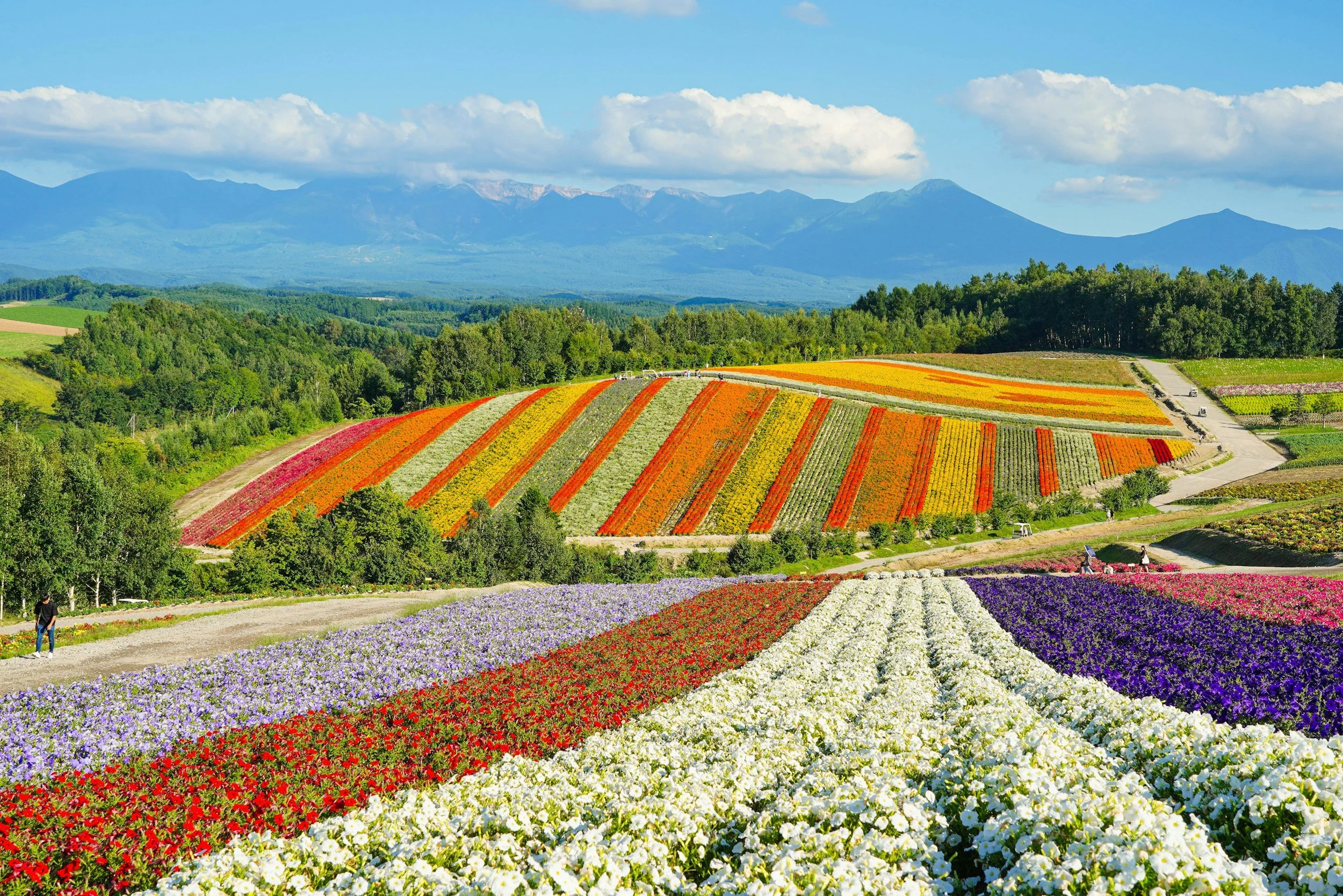 Colourful striped lavender and wildflower fields of Furano in Hokkaido under a blue summer sky, Japan