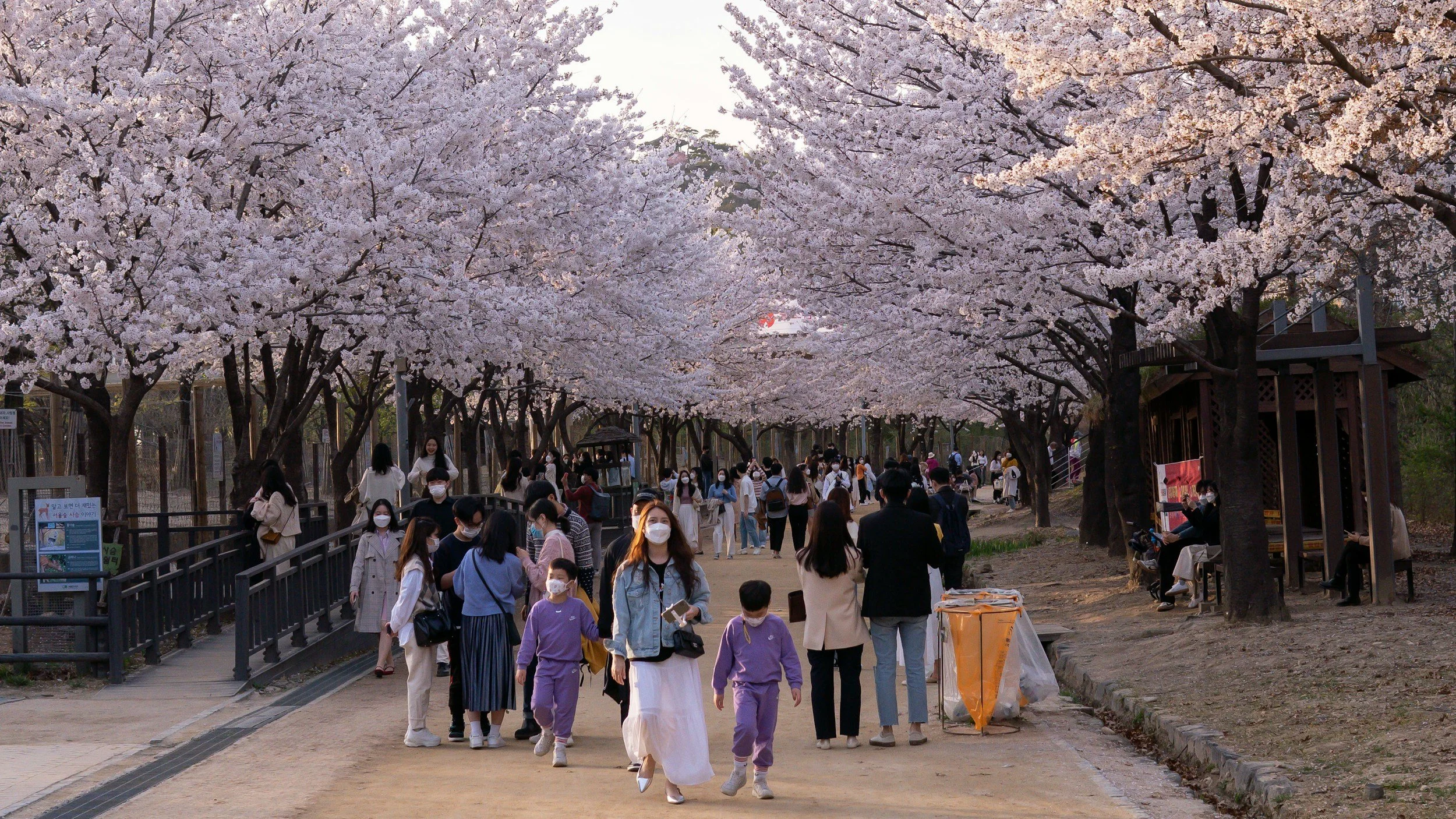 Visitors walking beneath a canopy of cherry blossom trees in full bloom during spring in South Korea