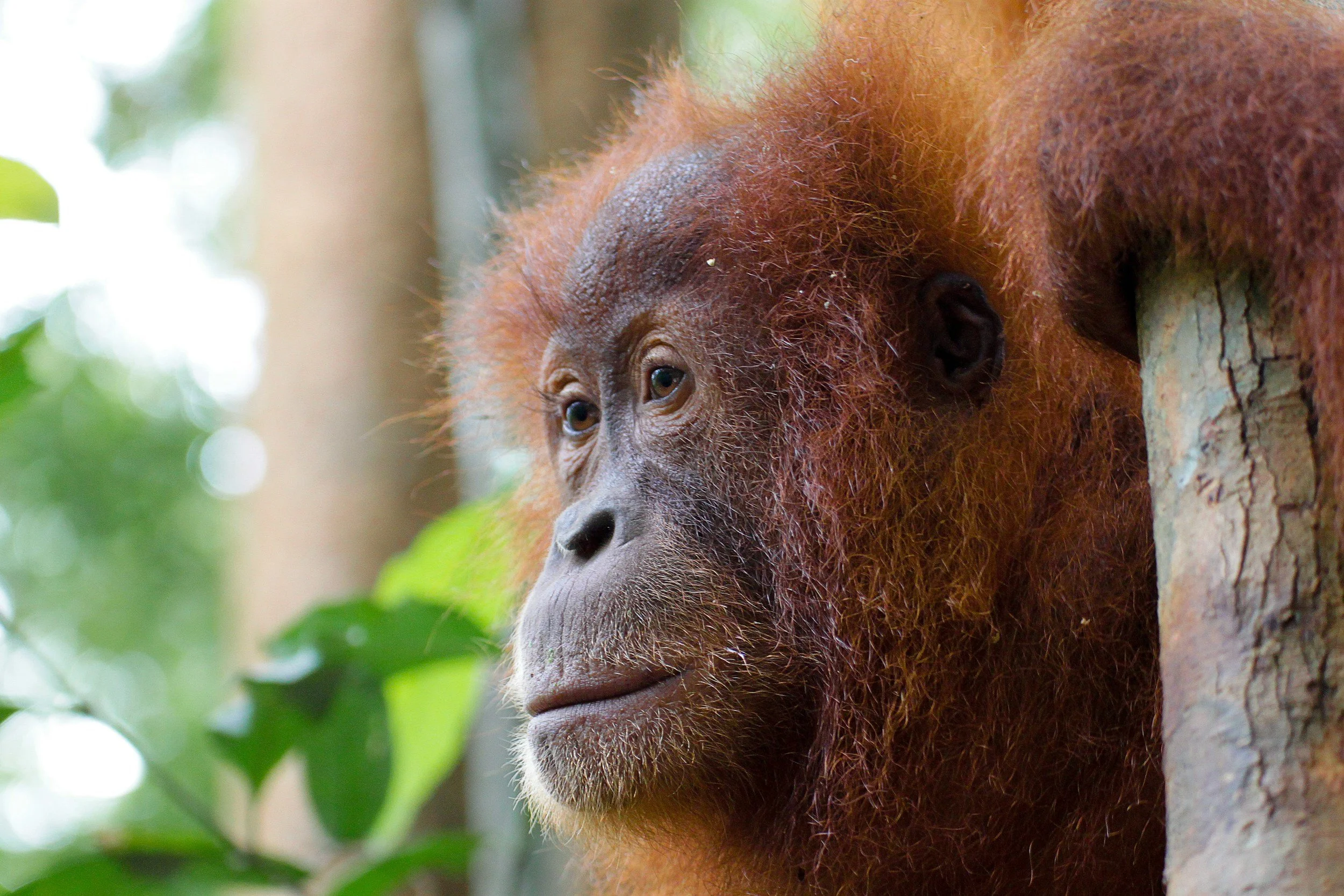 Close-up portrait of a wild Sumatran orangutan among green tropical foliage in the rainforest of Sumatra, Indonesia