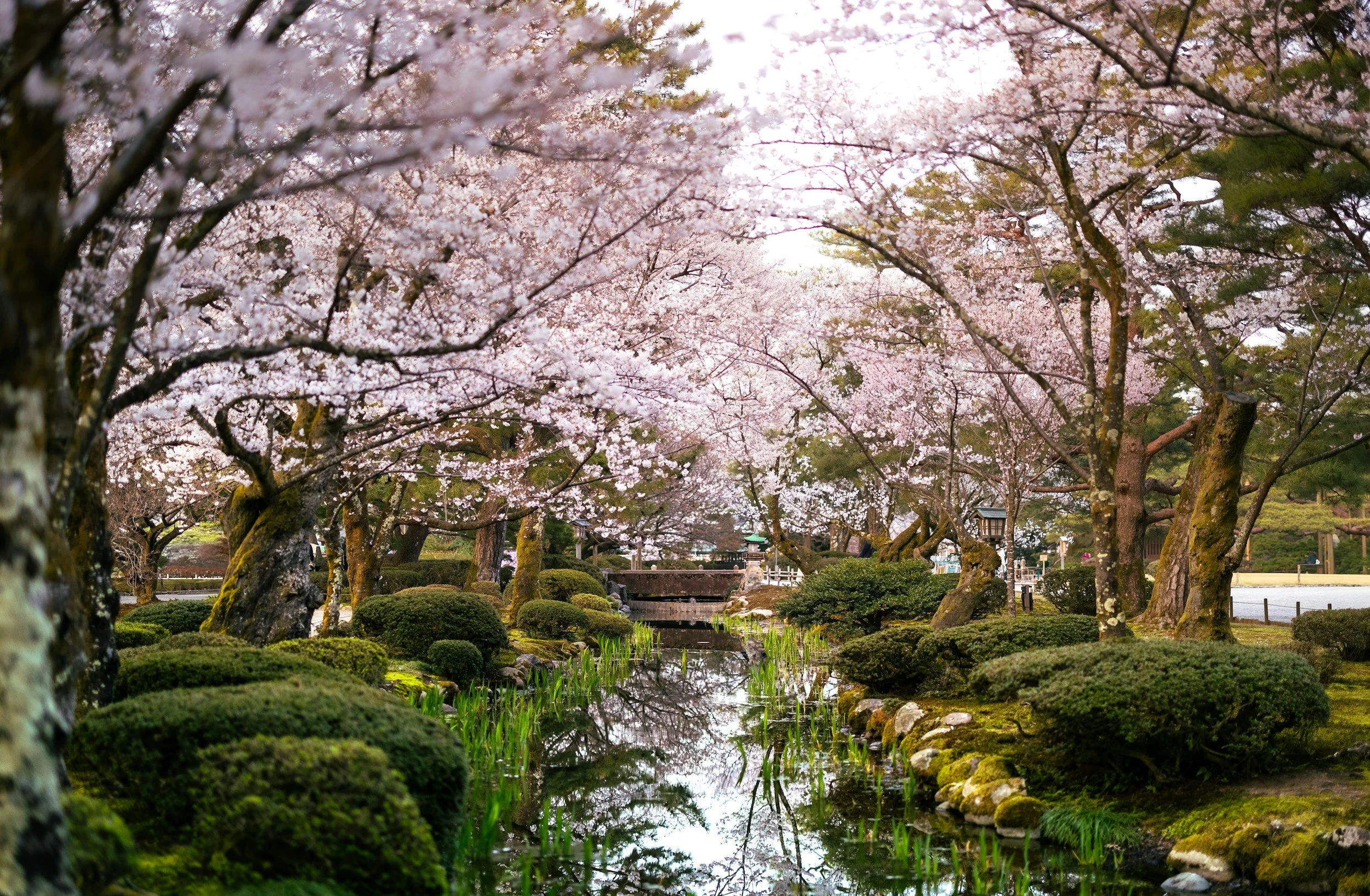 Full bloom cherry blossom trees arching over a still pond in a traditional Japanese stroll garden, with clipped moss shrubs, a stone bridge and a stone lantern in the background