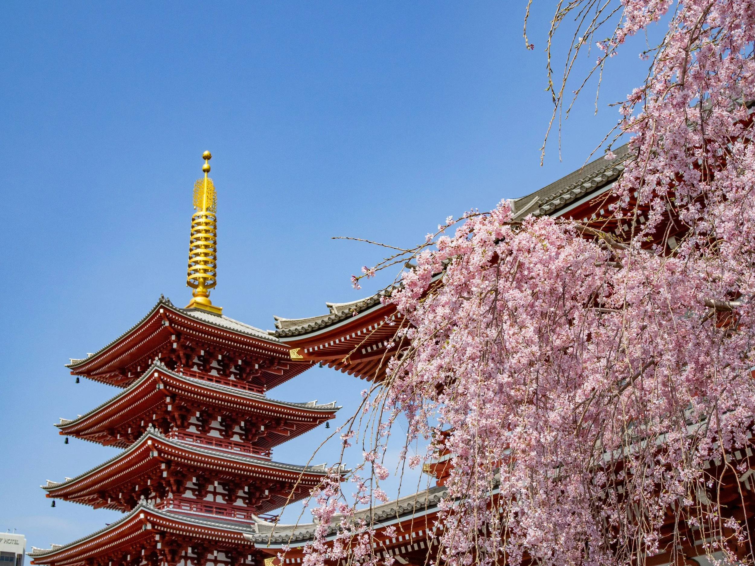 Red and white five-storey pagoda at Senso-ji temple in Asakusa, Tokyo, framed by cascading weeping cherry blossom branches in full bloom against a blue sky