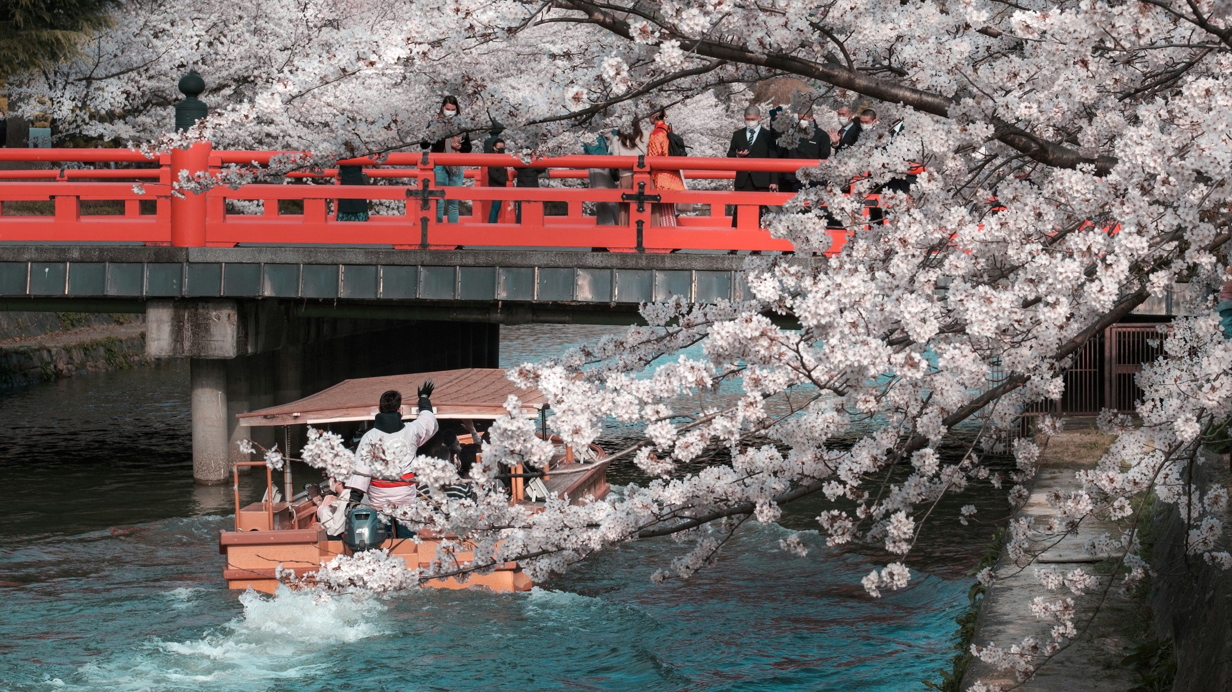 A boatman in traditional dress poles a wooden vessel along a Kyoto canal under a canopy of cherry blossom branches, with a red bridge and spectators visible above