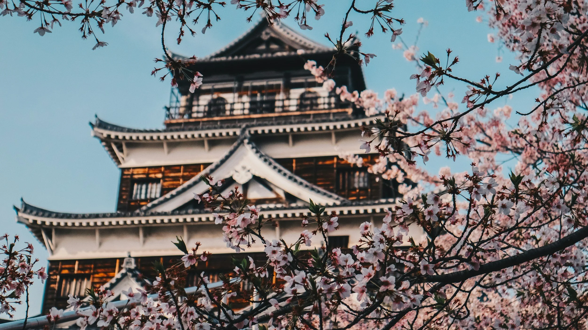 Multi-tiered Hiroshima Castle tower viewed through close-up cherry blossom branches in full bloom against a clear blue sky in spring, Japan