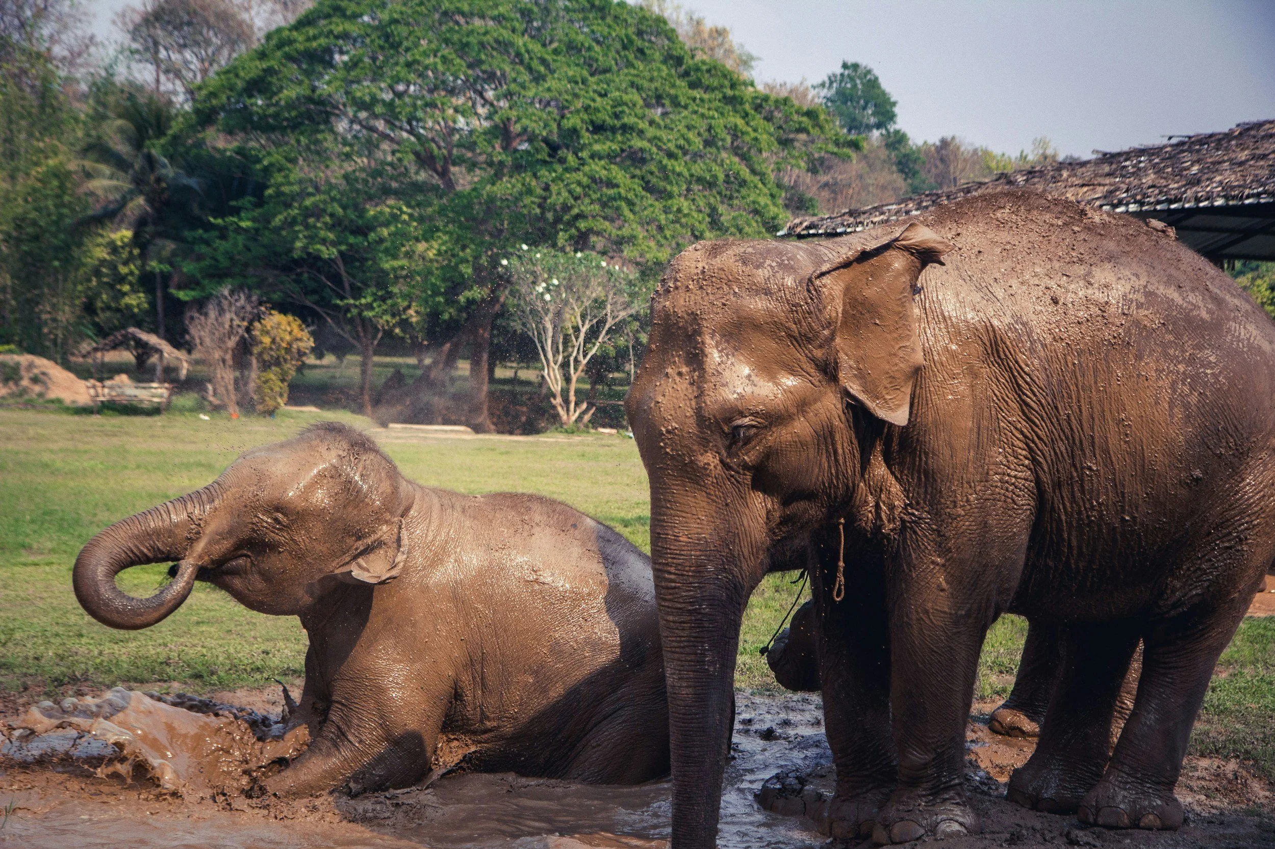 A young elephant rolls playfully in a mud pool beside an adult elephant at an ethical elephant sanctuary near Chiang Mai, Thailand, with trees and open grassland in the background