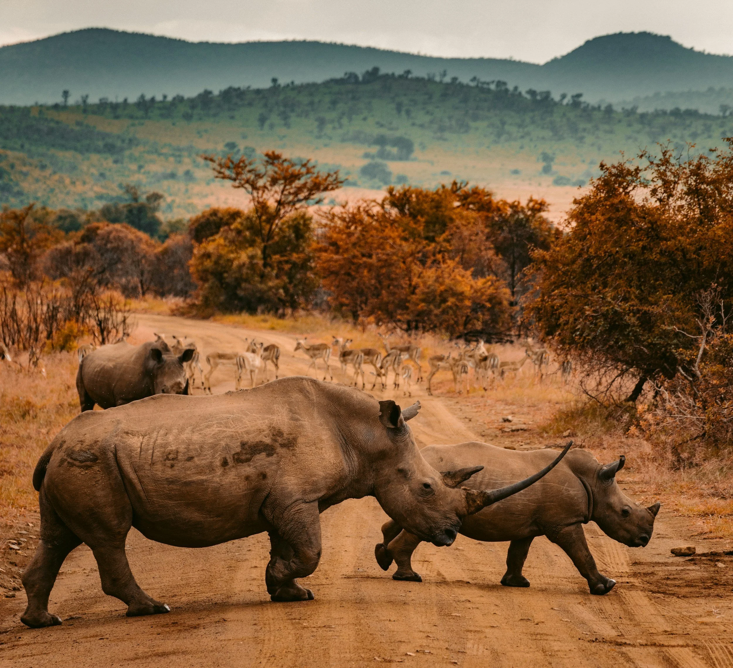 A crash of white rhinos crossing a dirt track on a private game reserve in South Africa, with zebras grazing in the background among autumn-coloured bushveld trees