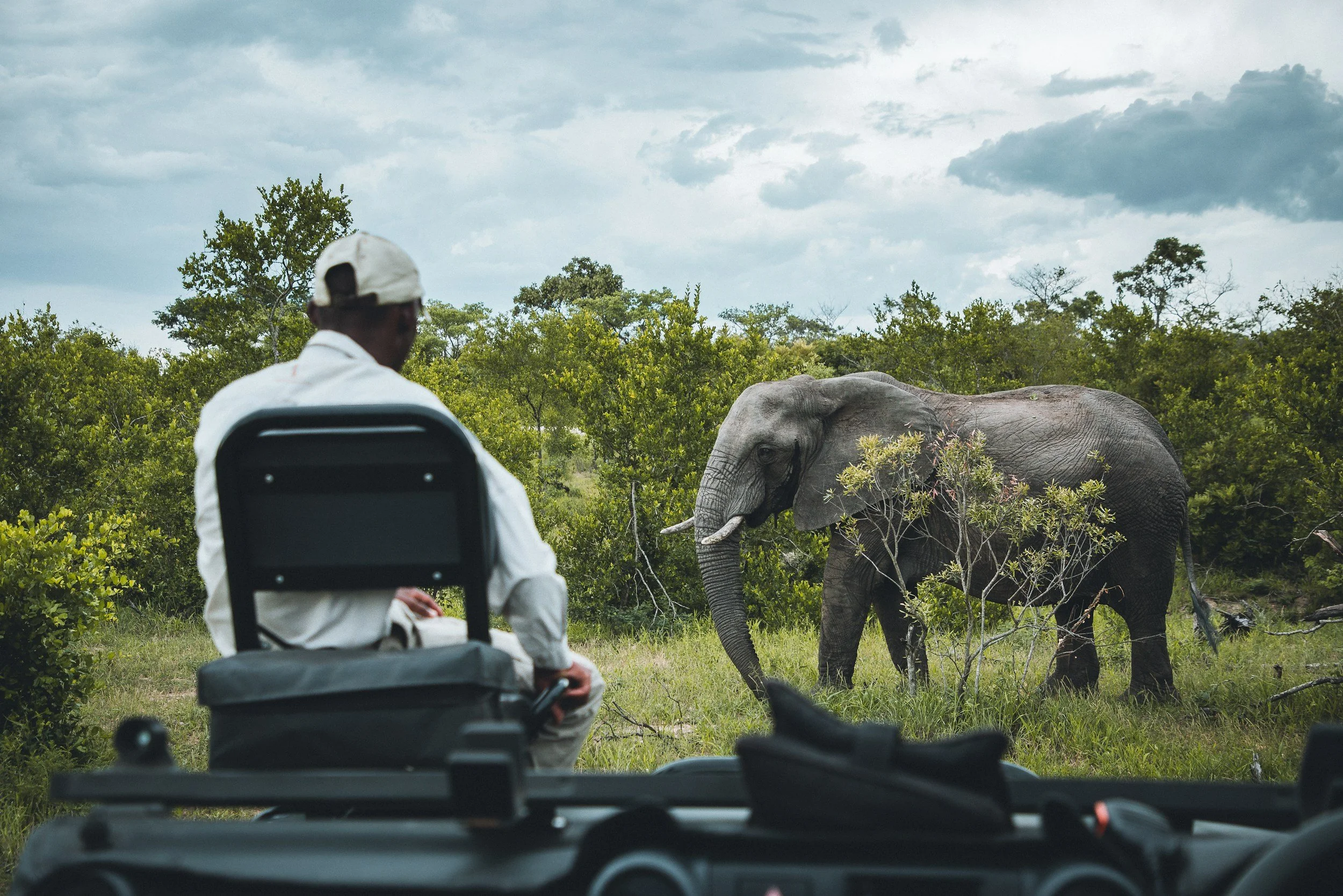 Safari ranger watching a wild elephant up close from an open game drive vehicle on a private reserve bordering Kruger National Park, South Africa