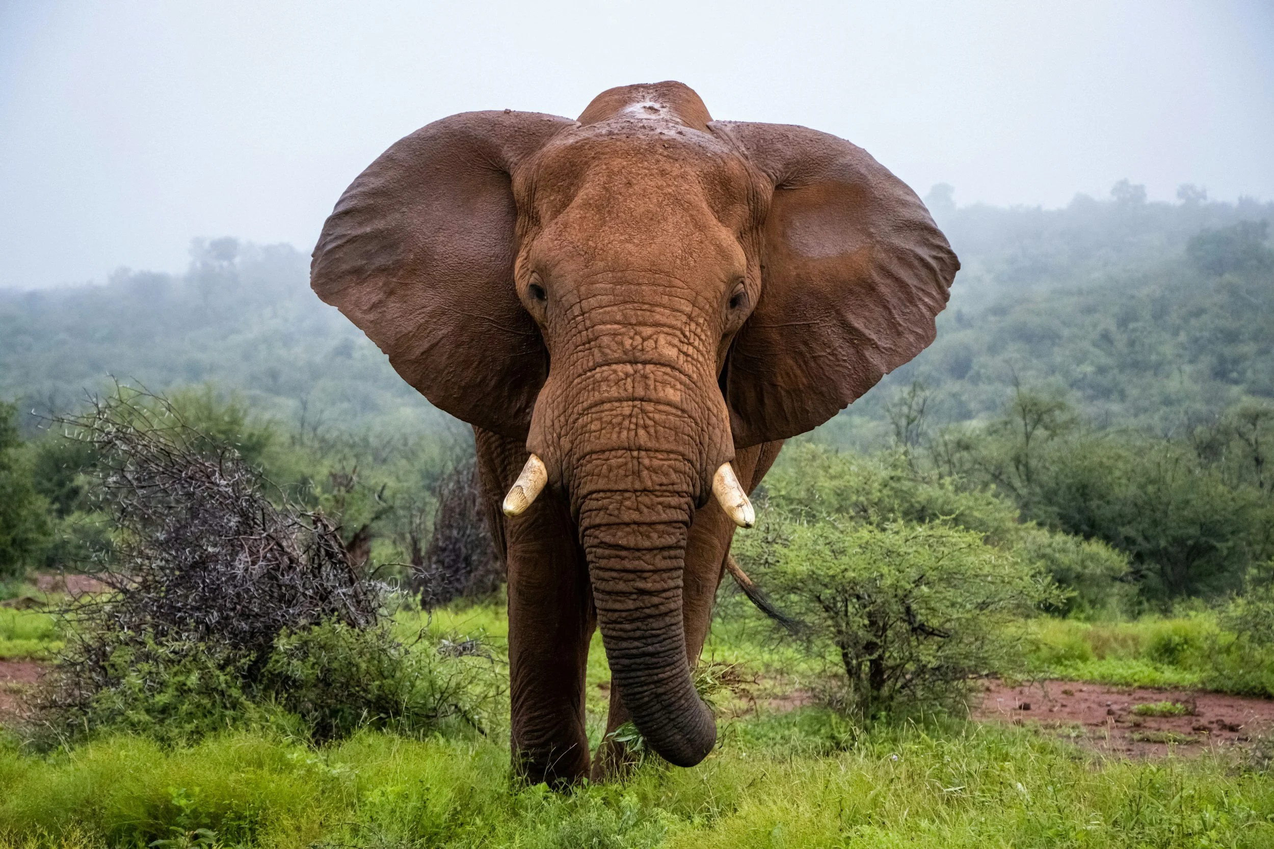 African elephant walking through lush green bush on a malaria-free private game reserve in Madikwe, North West Province, South Africa