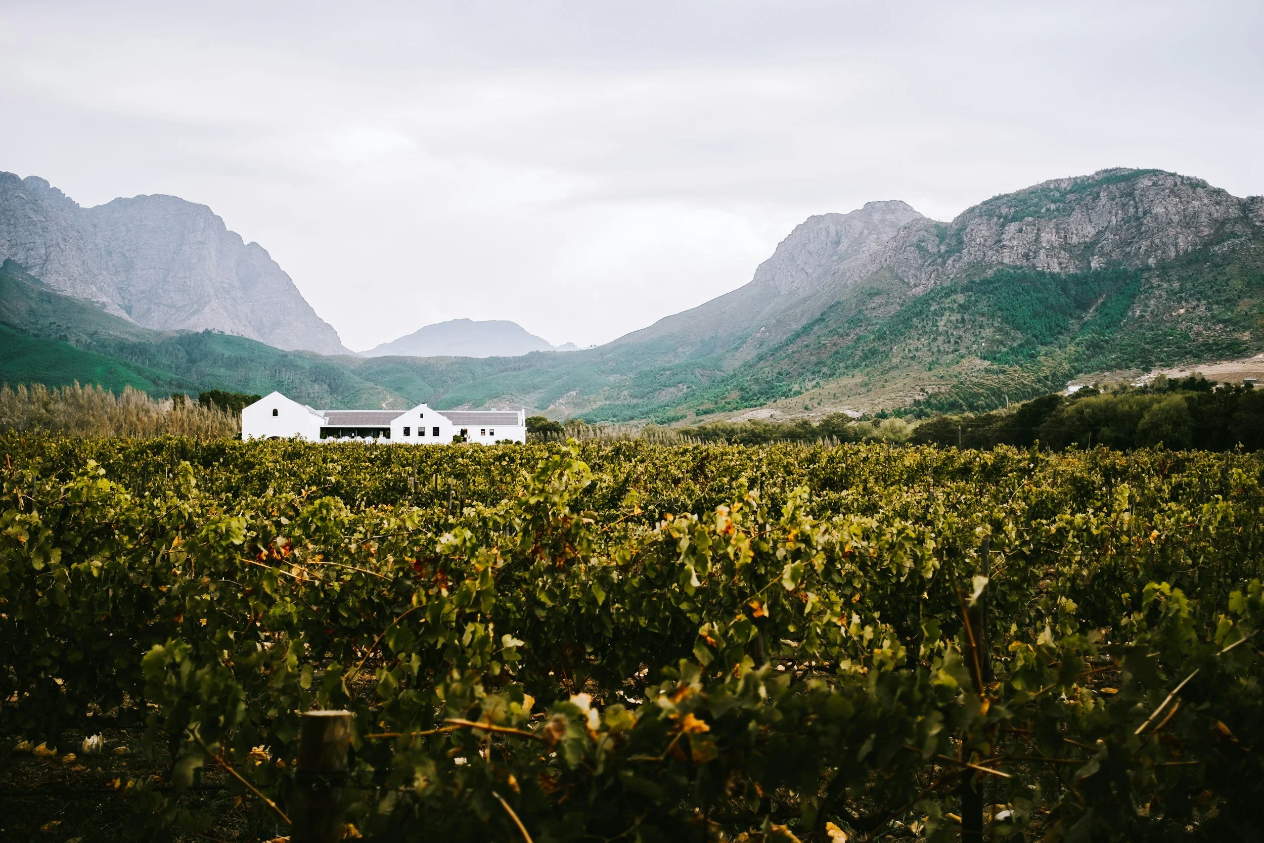 Rows of grapevines on a private wine estate in the Winelands with a Cape Dutch farmhouse and mountain peaks behind, Franschhoek, South Africa