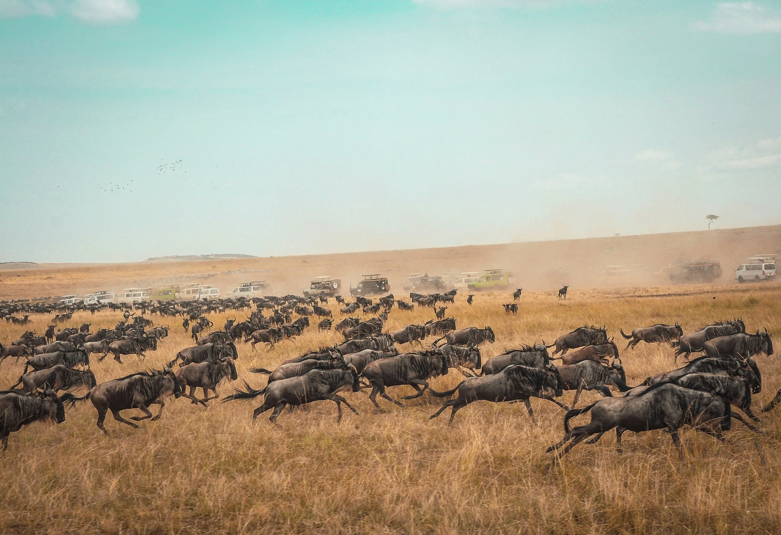 Massive herd of wildebeest running across the open golden plains of the Maasai Mara during the Great Migration, Kenya, with safari vehicles in the distance