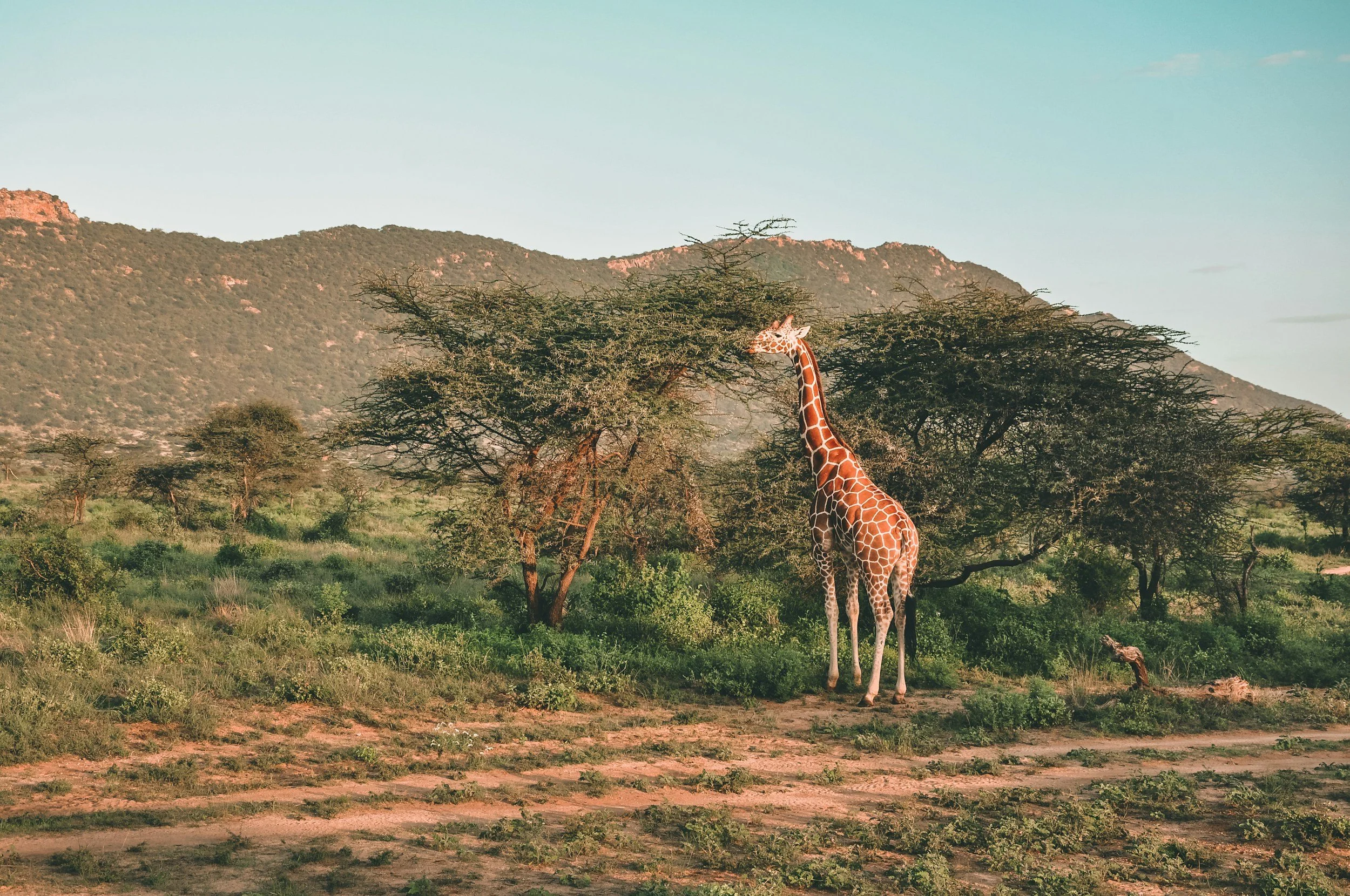 Reticulated giraffe standing among sparse acacia trees in the arid semi-desert landscape of Laikipia or Samburu conservancy, northern Kenya