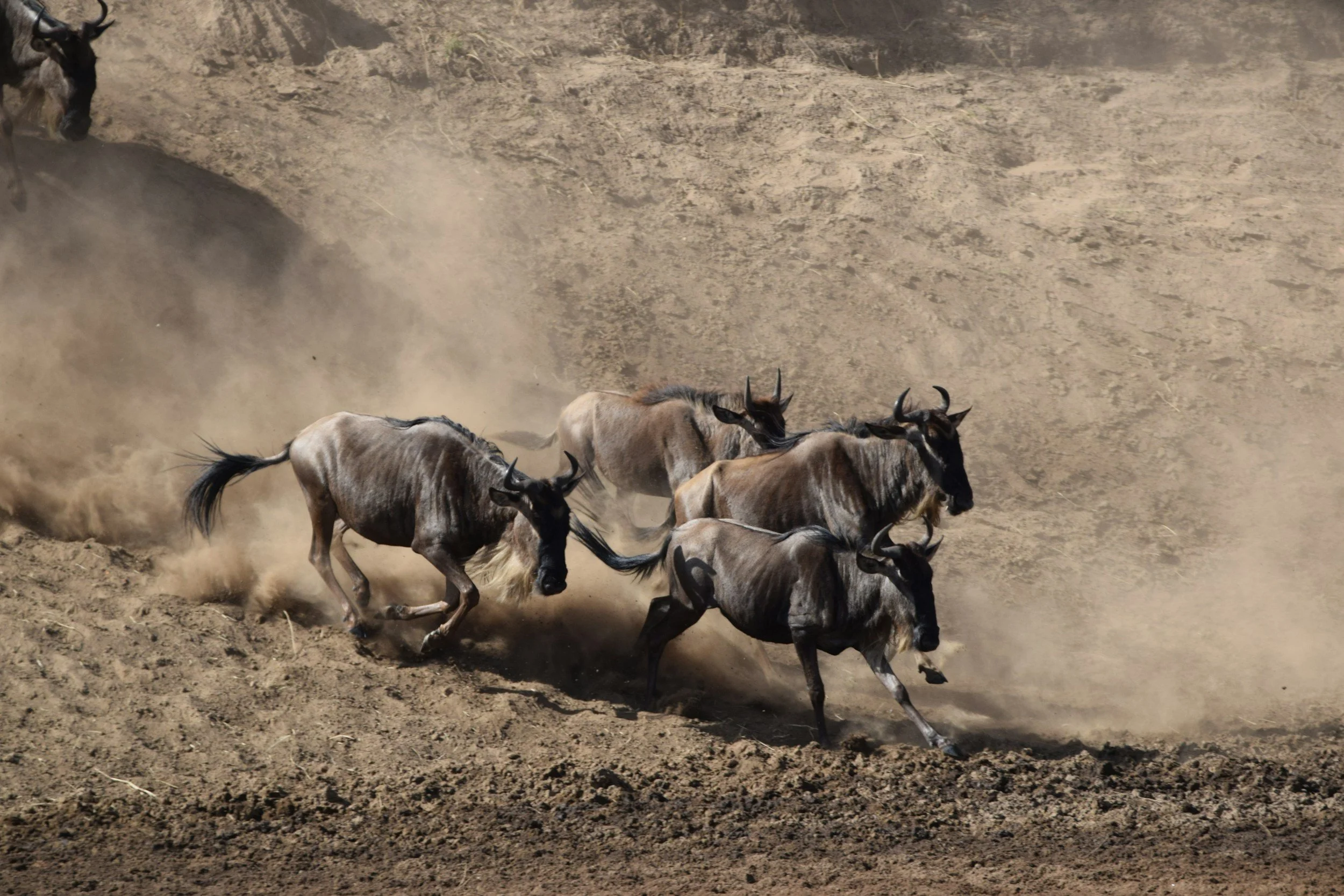 Wildebeest charging through a cloud of dust during the Great Migration river crossing in the Maasai Mara, Kenya