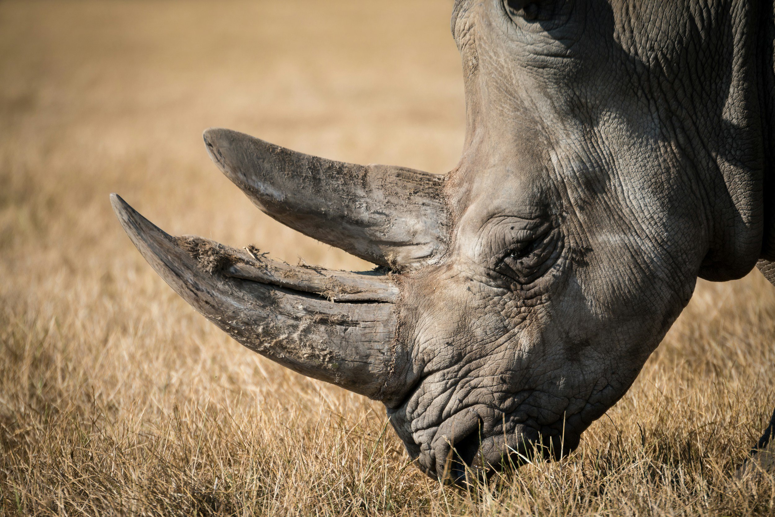 Extreme close-up of a white rhino grazing in dry golden grass on a private conservancy in Kenya, showing the detail of its horn and textured skin