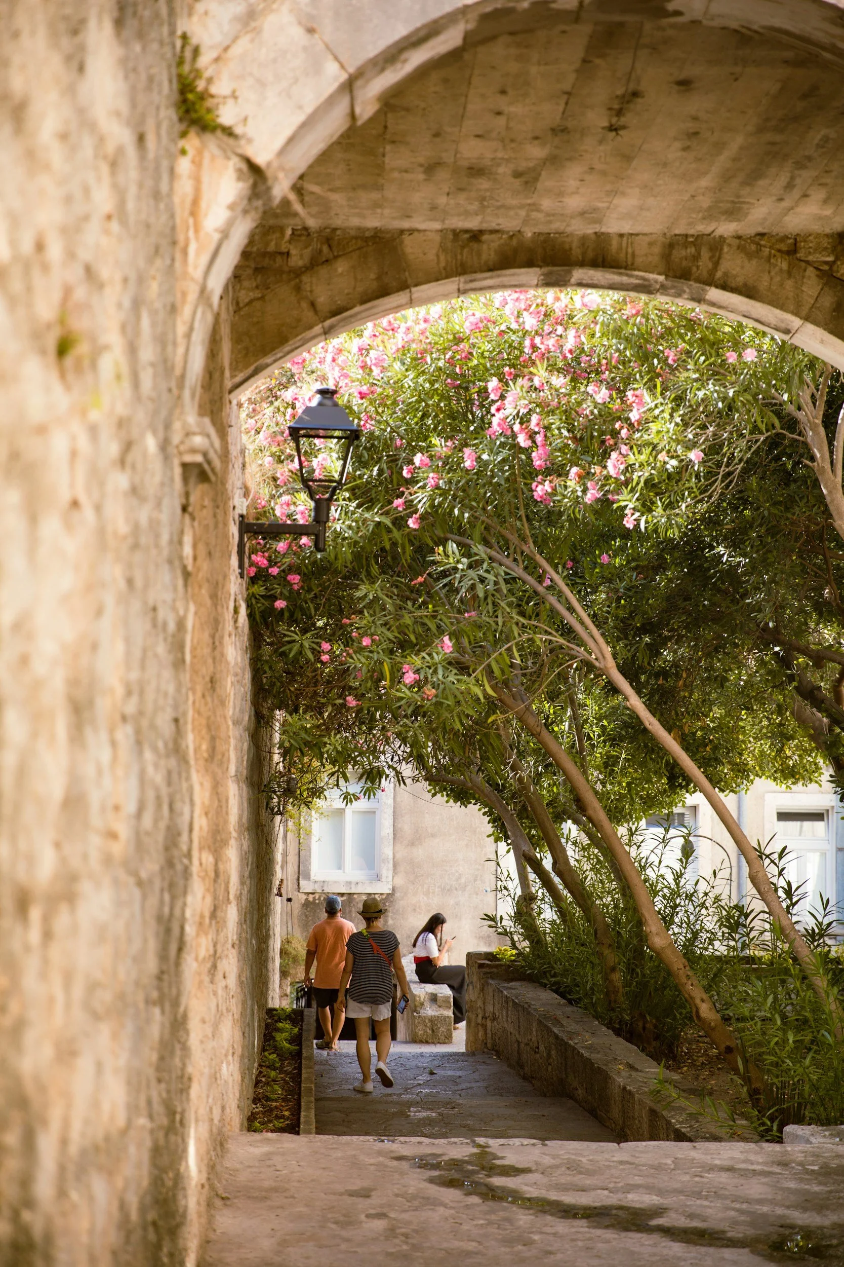 A narrow stone-paved alley in Korčula old town with flowering pink oleander and visitors strolling between medieval limestone buildings, Croatia