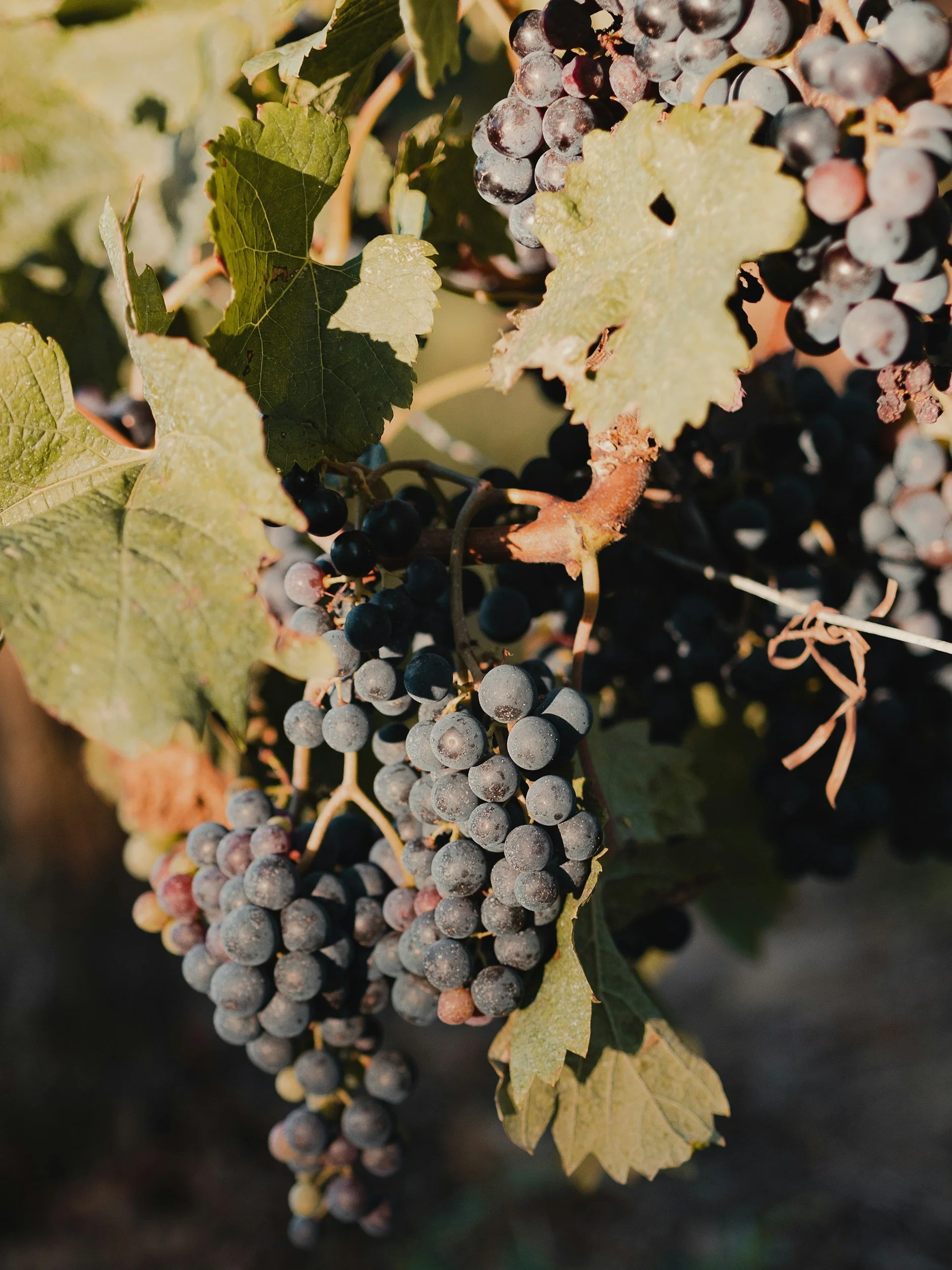 Close-up of ripe dark red wine grapes hanging on the vine at a private estate in Saint-Émilion, Bordeaux, France