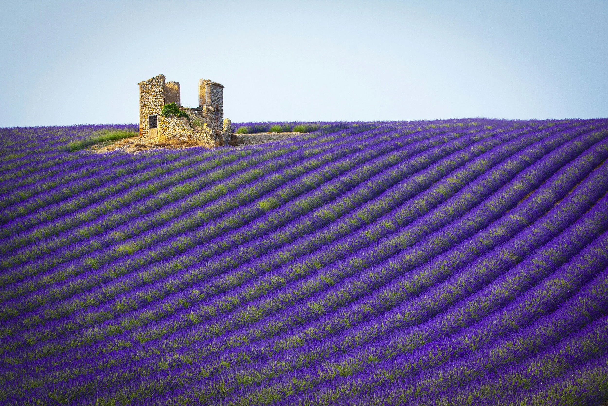 Rows of vivid purple lavender stretching toward a ruined stone tower rising from the fields in Provence, under a blue summer sky, France