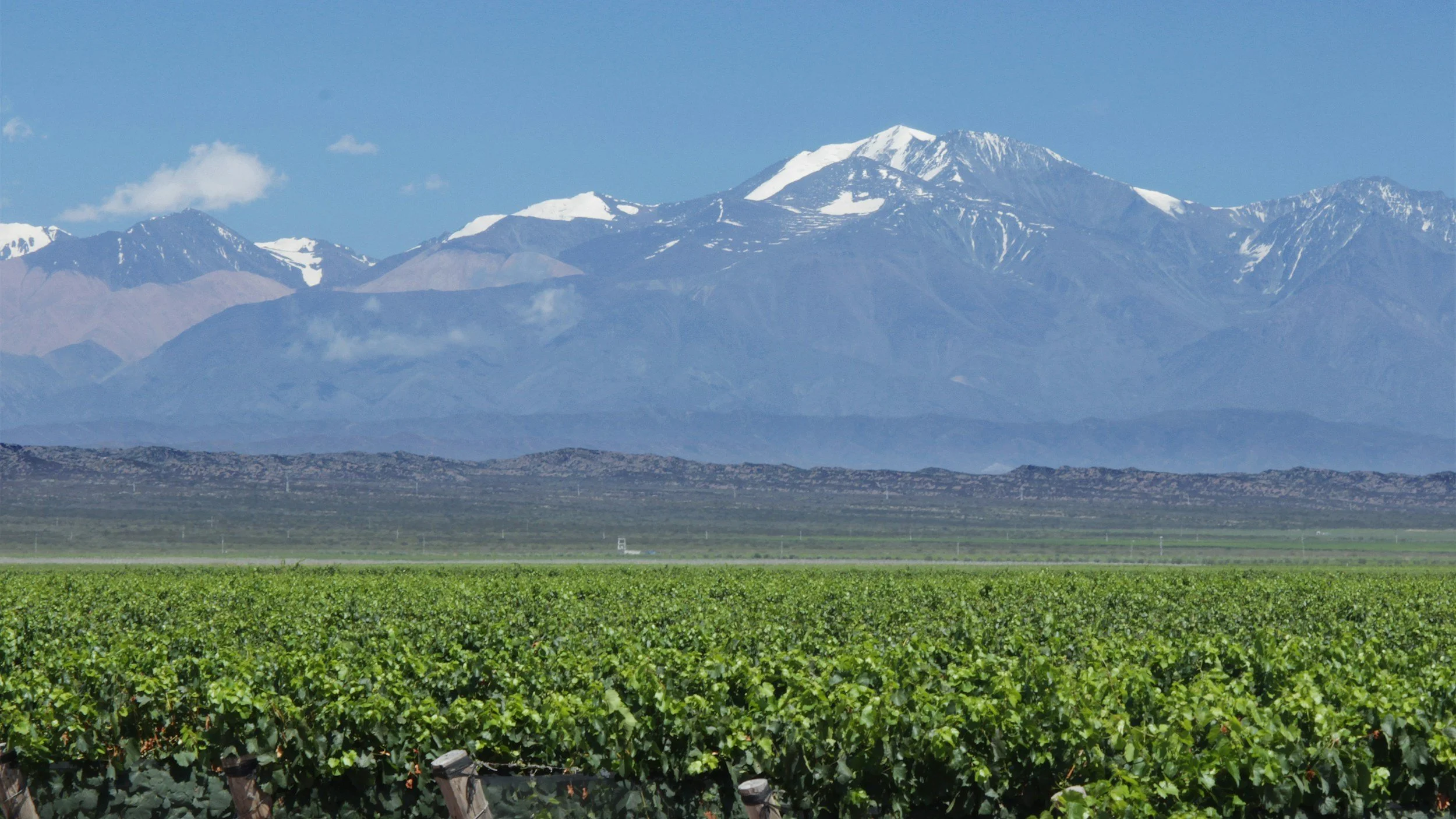 A vast green Malbec vineyard in Mendoza stretching toward the snow-capped Andes Mountains under a clear sky, South America's premier wine region, Argentina