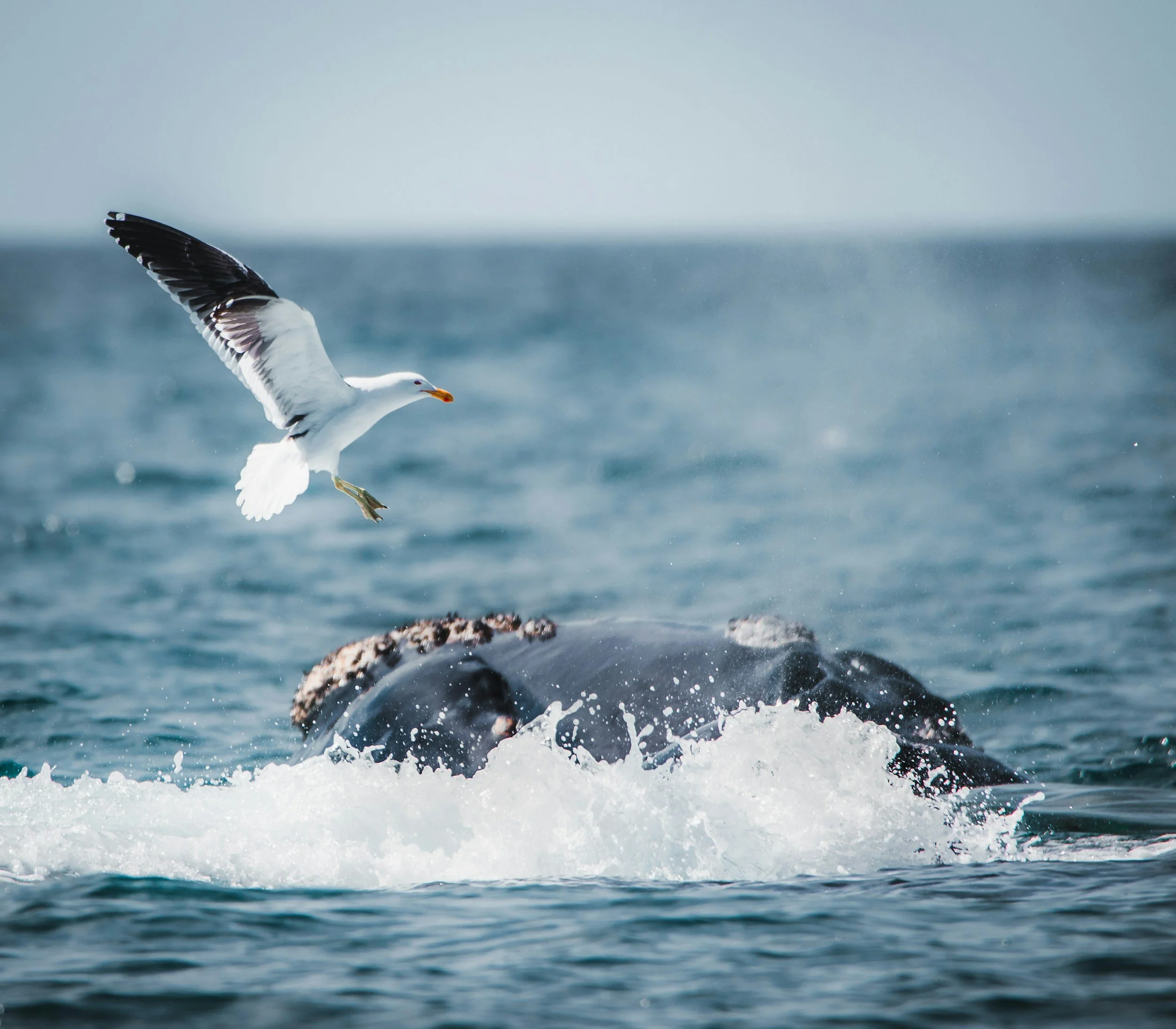 A southern right whale breaching out of the ocean at Península Valdés with a seagull circling overhead, one of the world's finest marine wildlife watching locations, Argentina