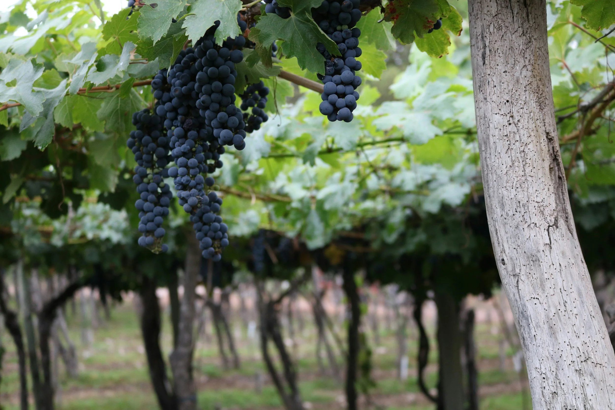 Close-up of ripe dark Malbec grapes hanging on the vine at a private bodega in Mendoza, Argentina's wine capital at the foot of the Andes