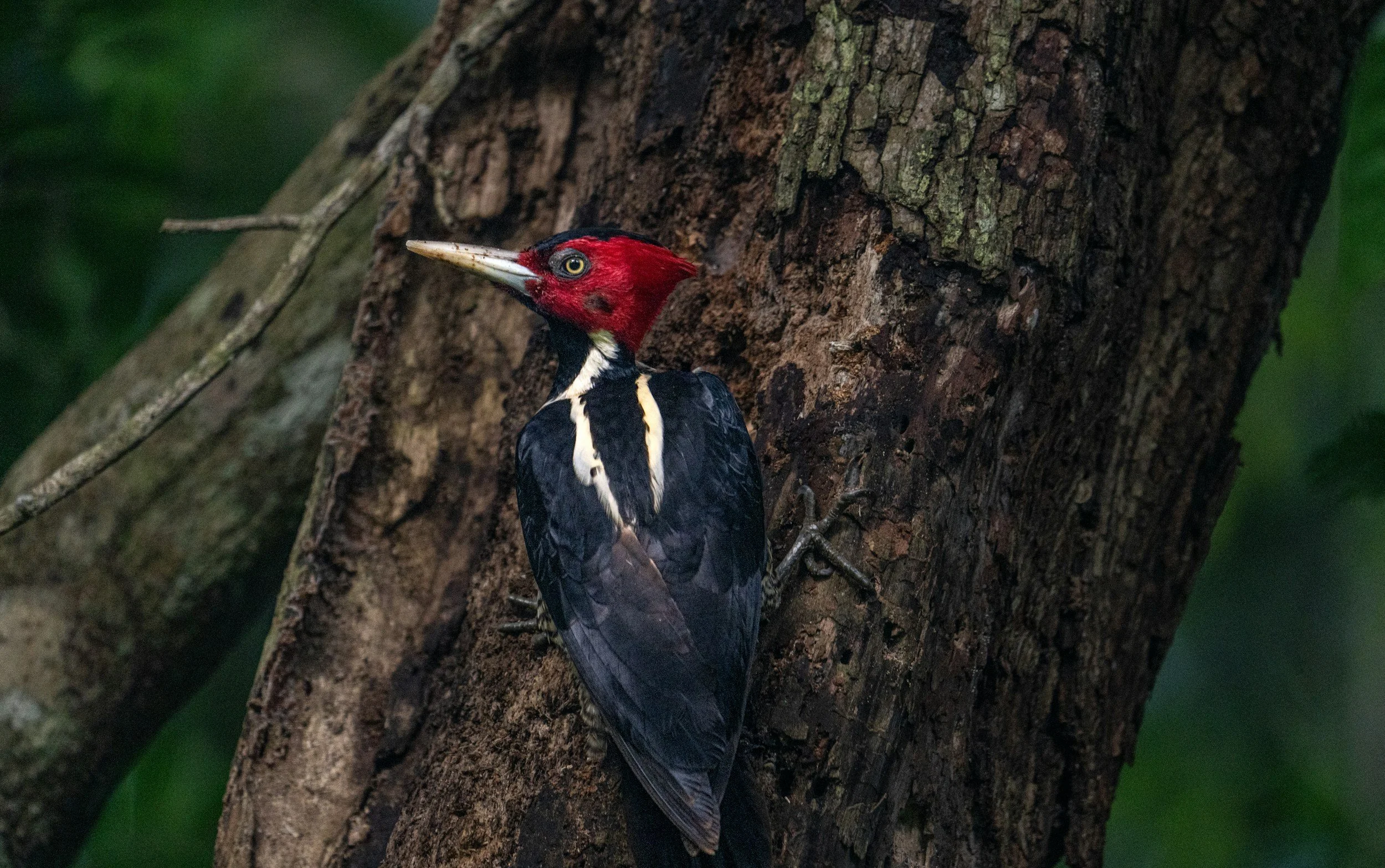 Crimson-crested woodpecker clinging to the bark of a jungle tree in Tikal National Park, Guatemala, during a private birdwatching tour at sunrise