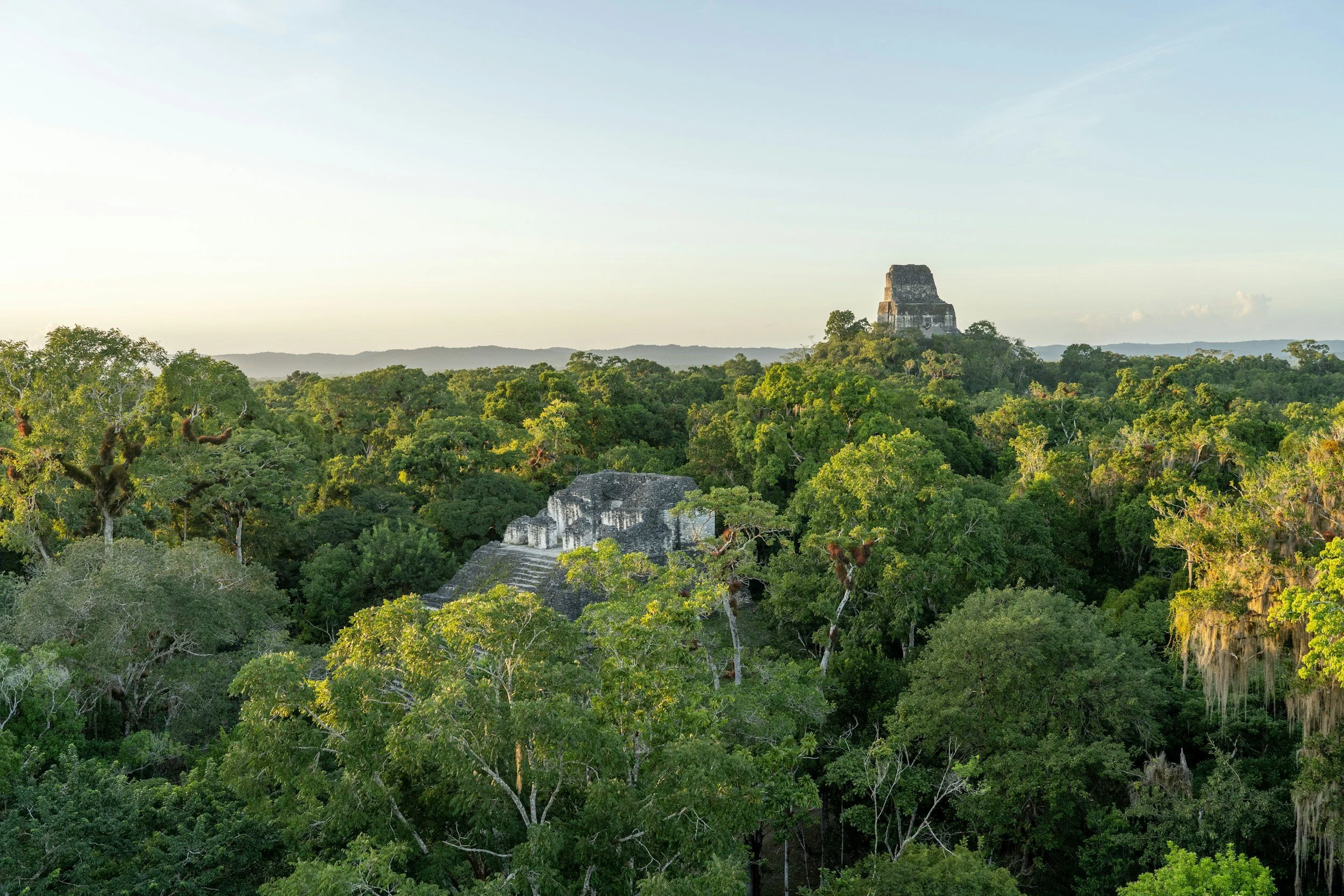 Aerial view of the El Mirador pyramid complex rising above the unbroken jungle canopy of the Petén basin on a private helicopter tour, Guatemala