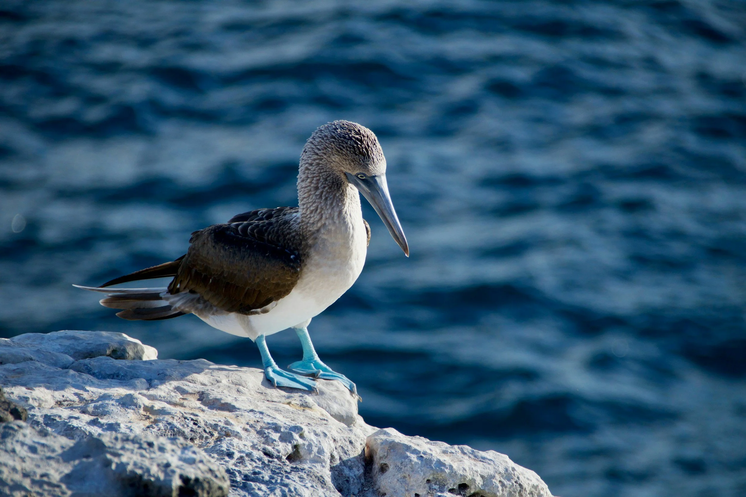 Blue-footed booby standing on a lava rock above the deep blue ocean in the Galápagos Islands on a private wildlife cruise, Ecuador