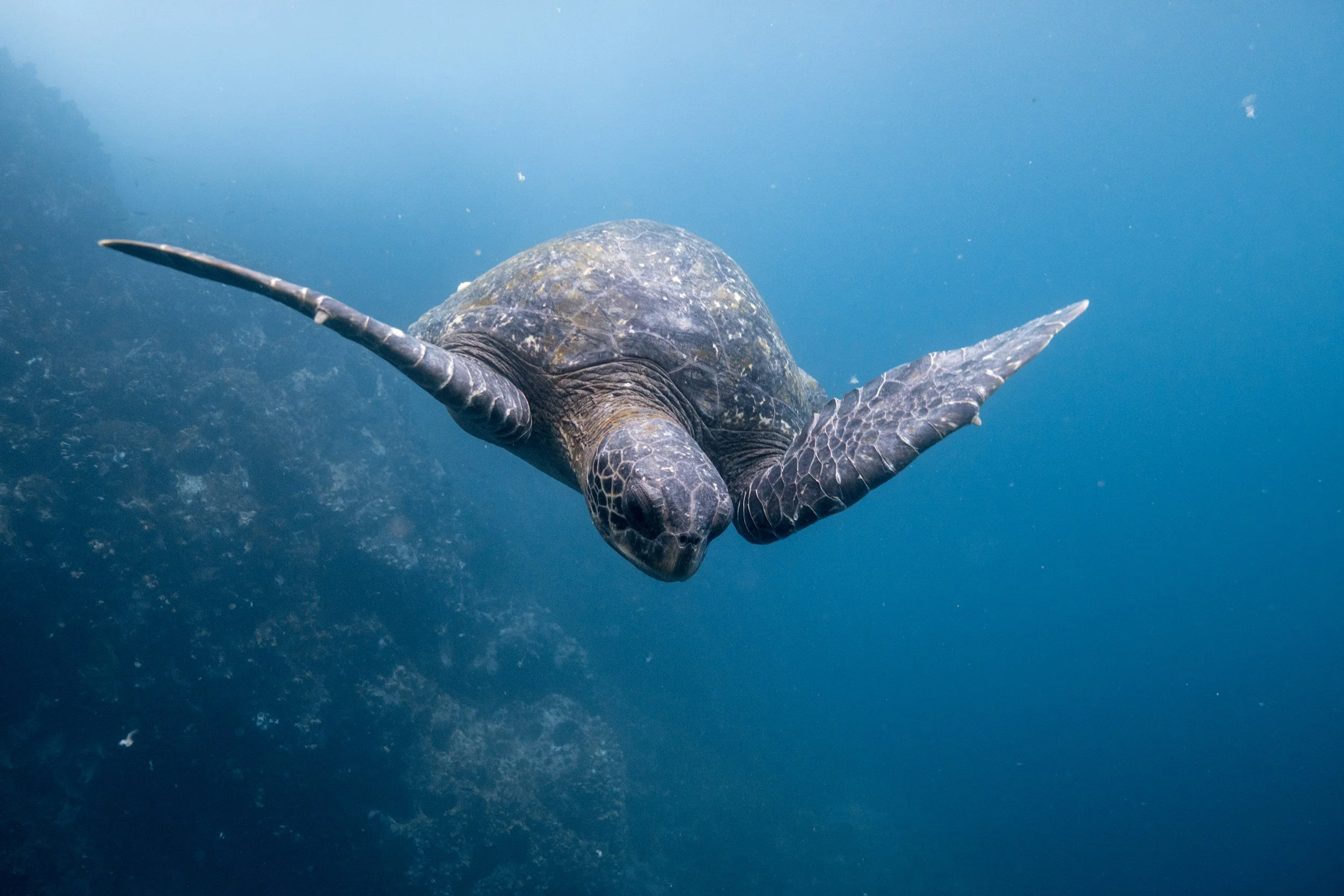 Green sea turtle swimming gracefully through clear blue water in the Galápagos Islands on a private snorkelling and diving tour, Ecuador