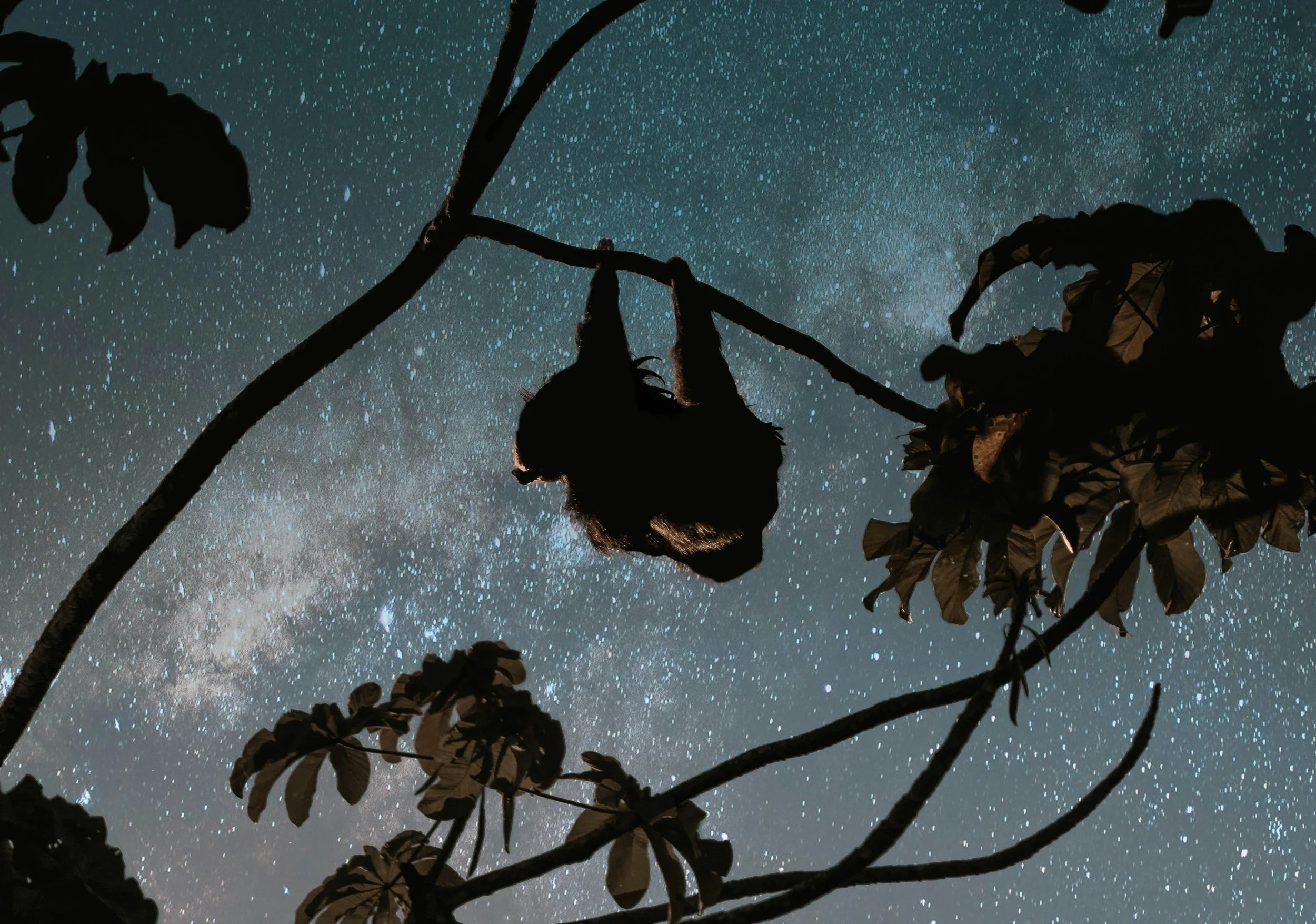 Silhouette of a sloth hanging from a branch against a starry night sky during a guided night walk in Costa Rica