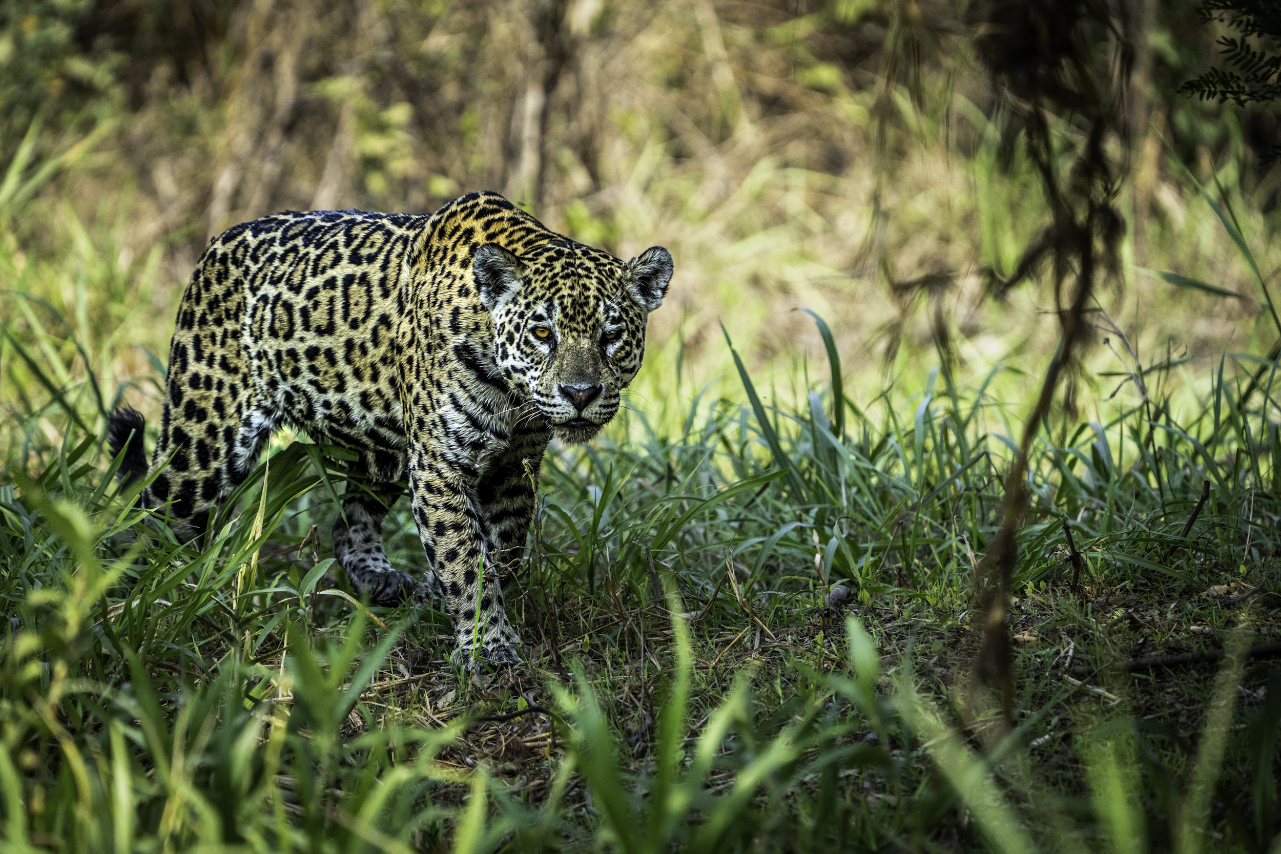 A jaguar walking through tall grass and foliage in the Pantanal, the world's largest tropical wetland, Brazil