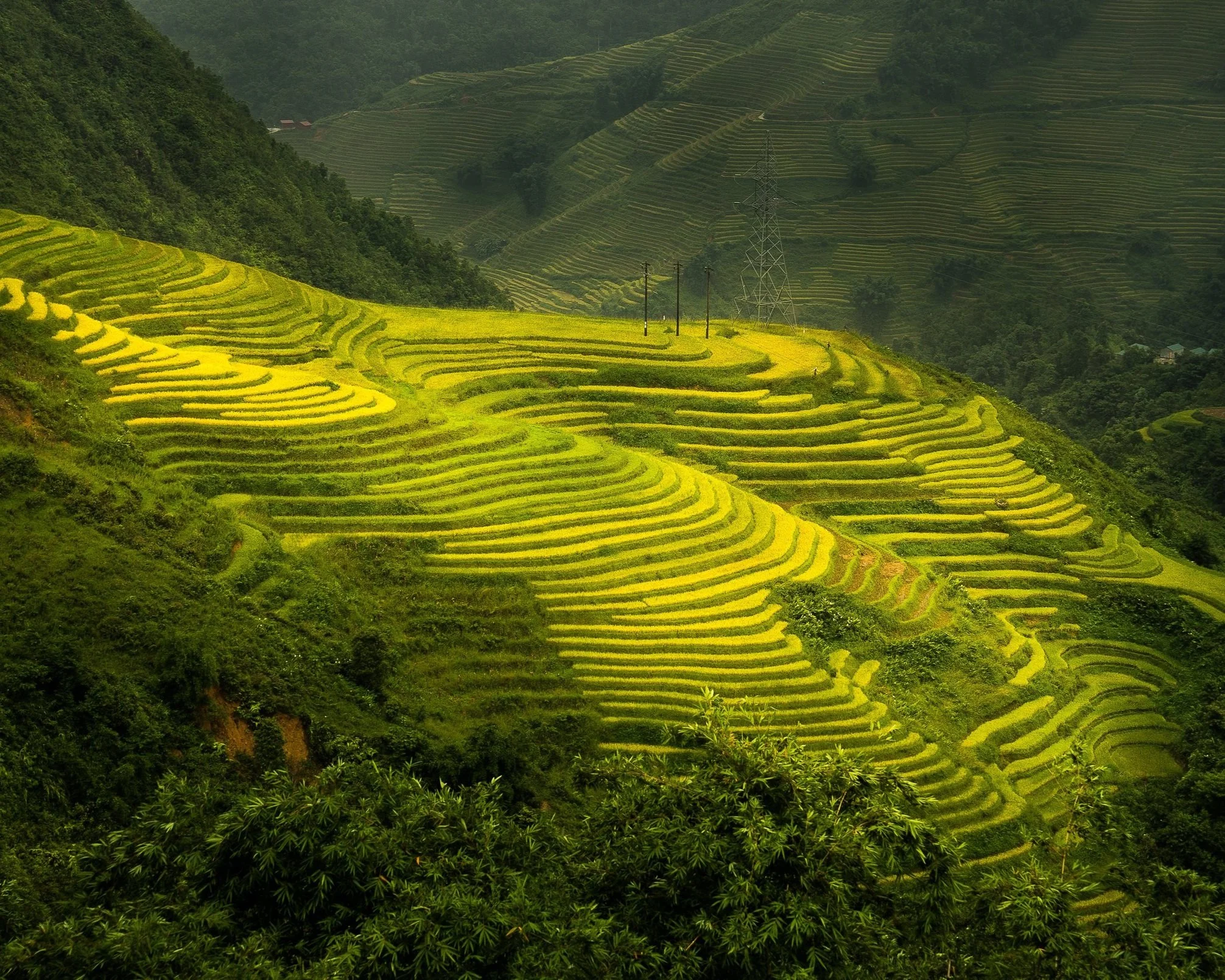 Vivid green and gold stepped rice terraces carved into the steep slopes of a mountain valley in Sapa, northern Vietnam, with forested ridgelines receding into the misty distance