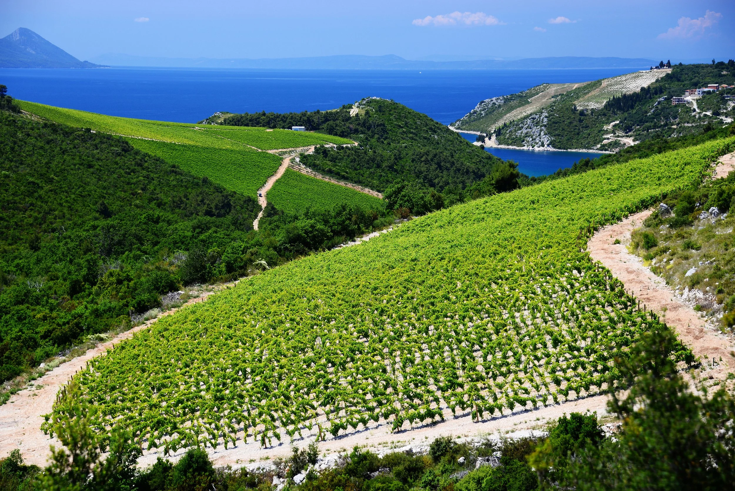 Terraced vineyards covering the hillsides of the Pelješac Peninsula above the blue Adriatic Sea, one of Croatia's finest wine and oyster regions