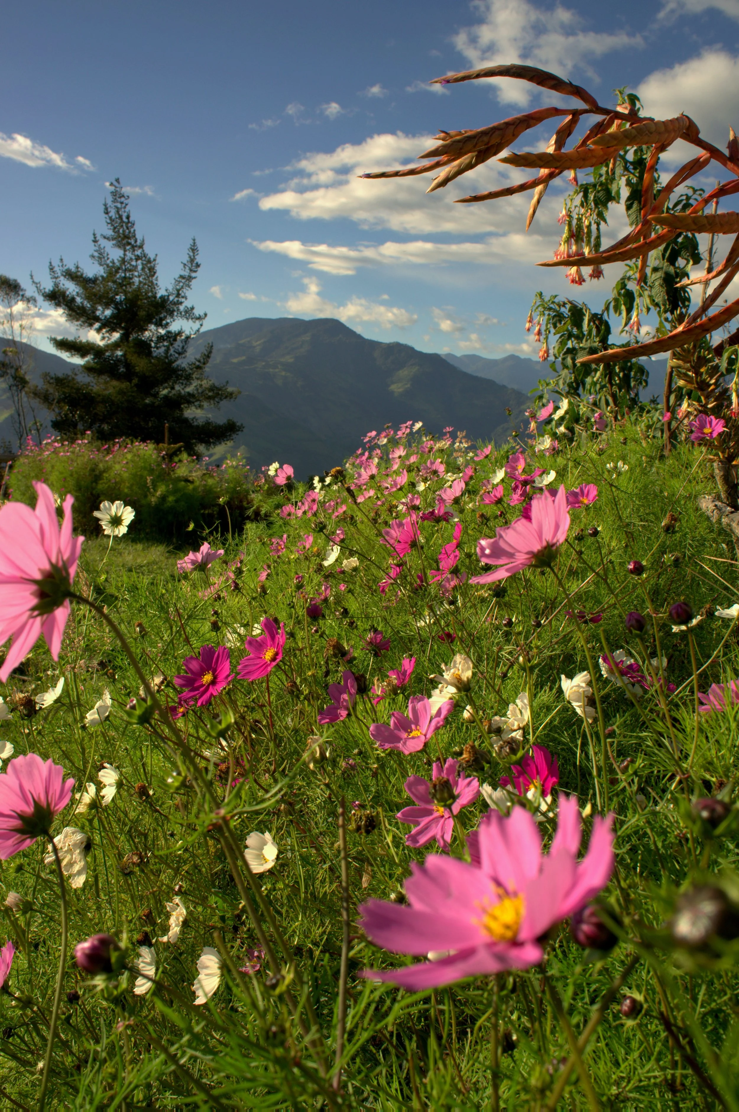 Pink wildflowers and pine trees in the foreground with cloud-draped Andean peaks along the Avenue of the Volcanoes, Ecuador