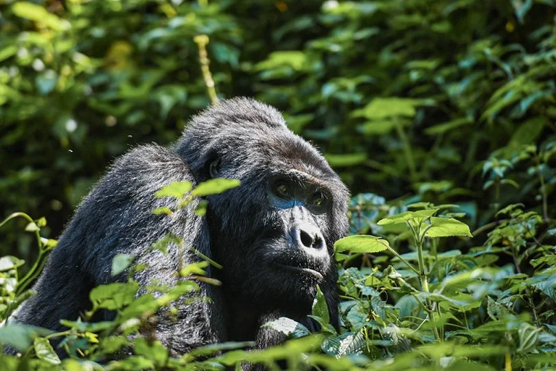 Gorilla Trekking in Rwanda: The Most Intimate Wildlife Encounter on Earth