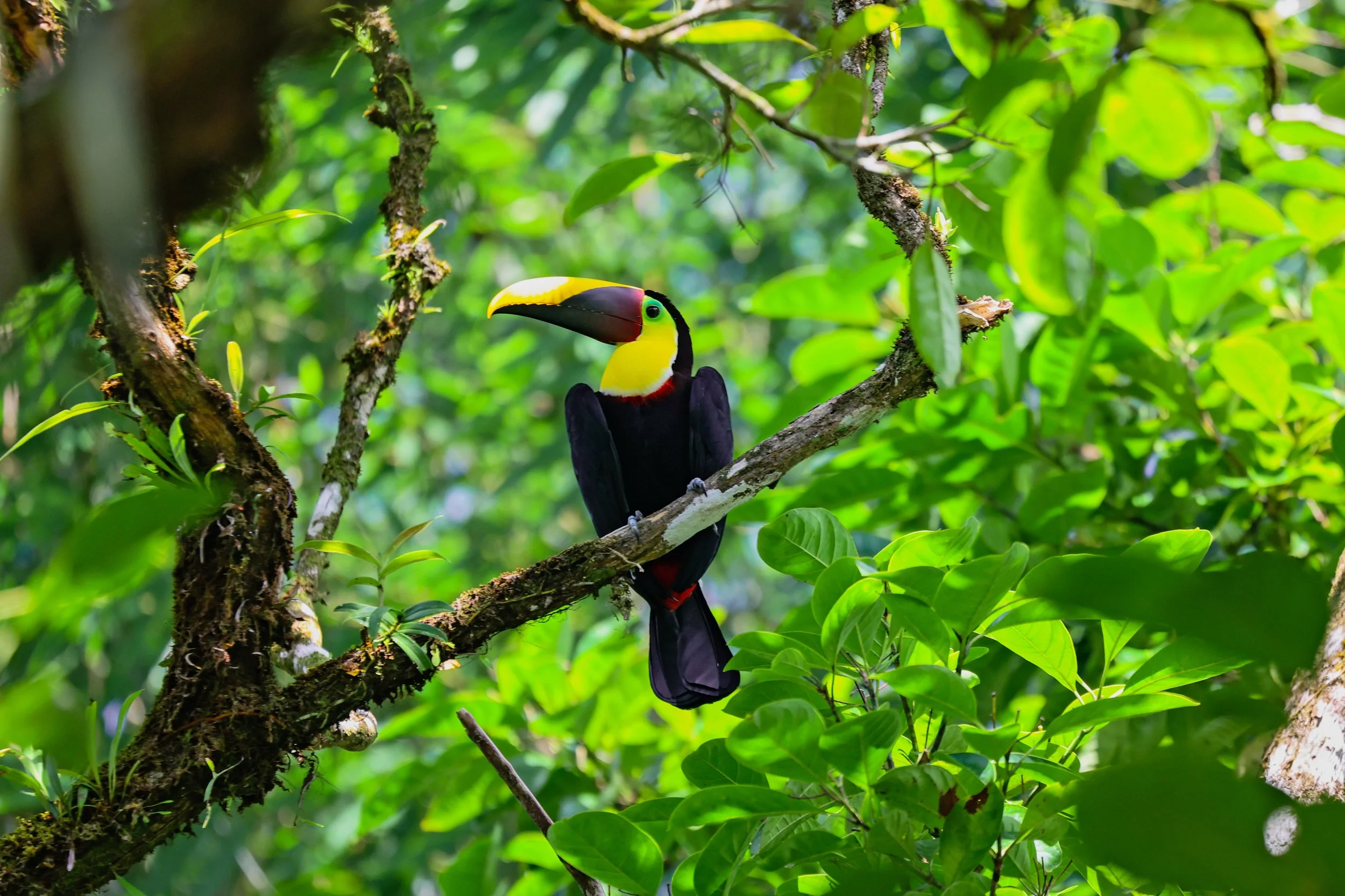 Keel-billed toucan perched on a branch surrounded by lush green foliage in Corcovado National Park, Costa Rica