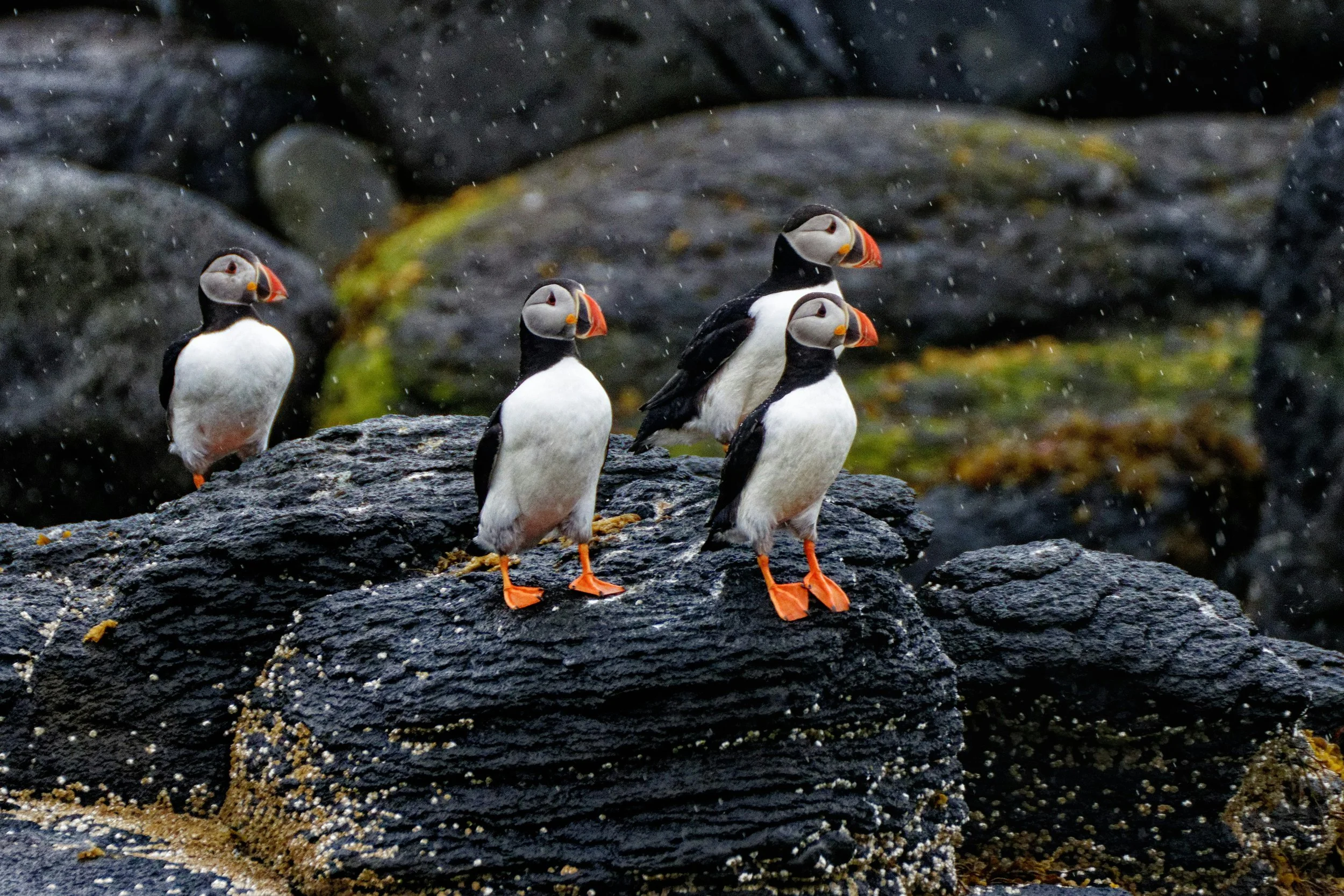 A group of Atlantic puffins with vivid orange beaks standing on dark volcanic rock in the rain, with mossy cliffs in the background, Iceland