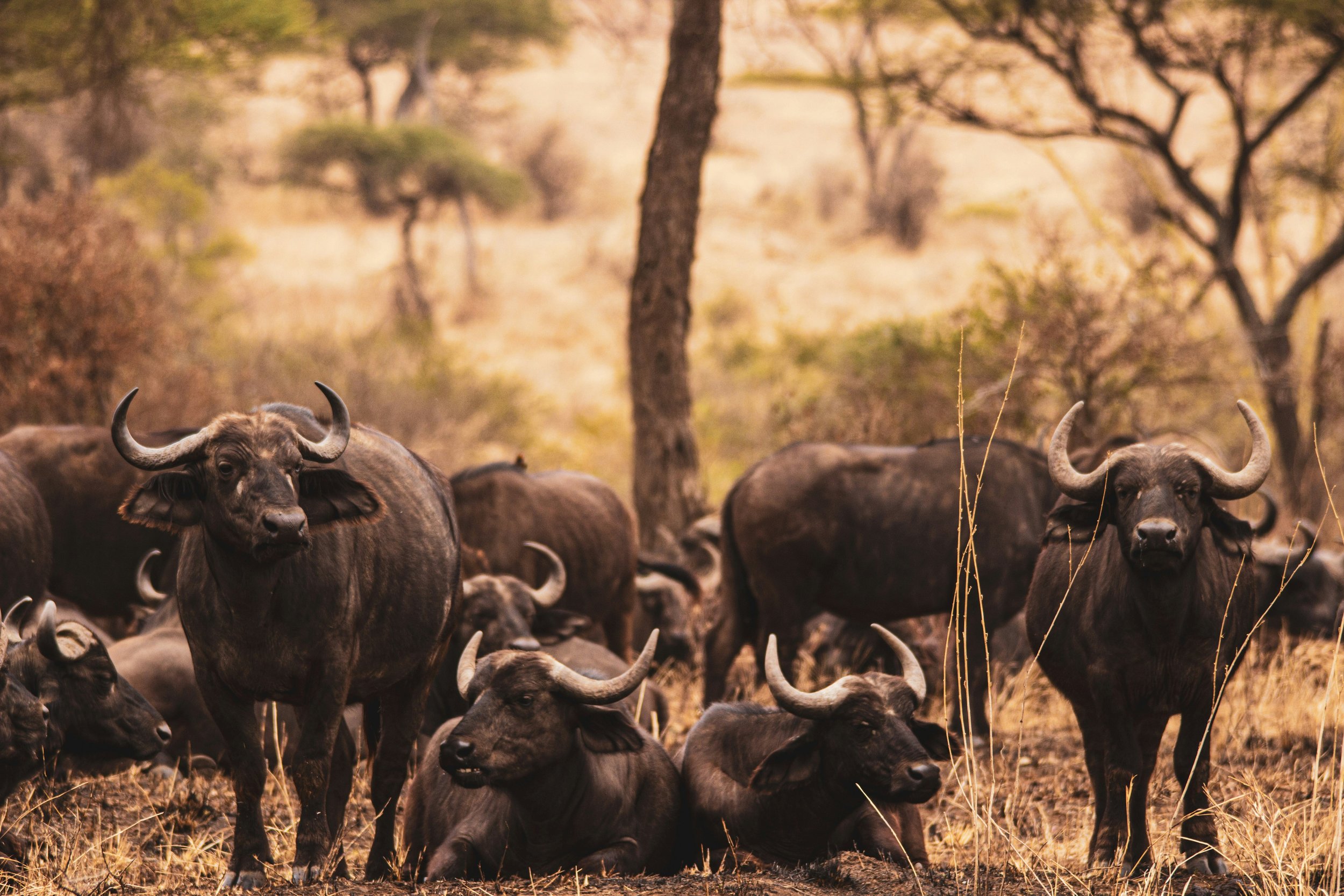 Cape buffalo herd on the Serengeti plains during a private game drive in Tanzania