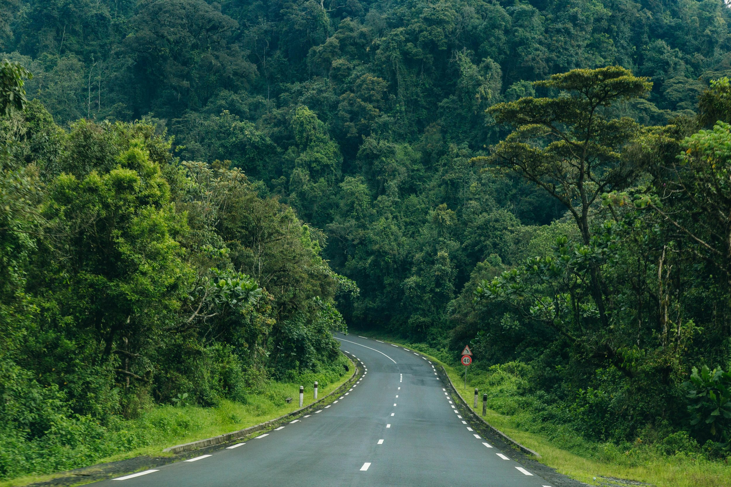 Empty winding road disappearing into the dense rainforest canopy on the approach to Volcanoes National Park, Rwanda