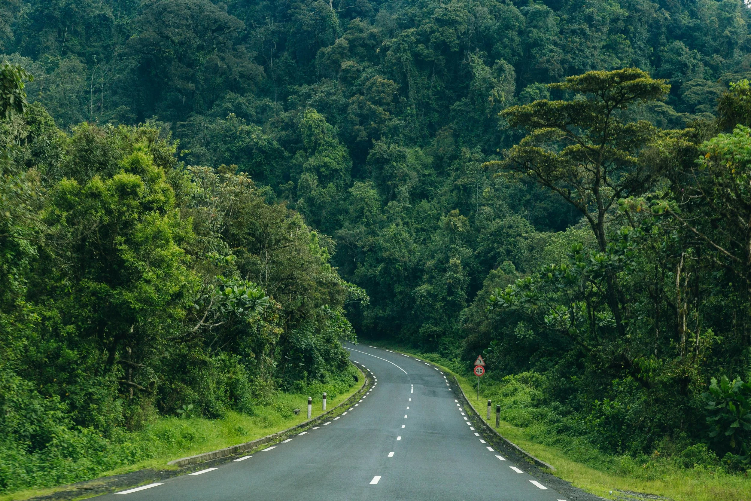 Empty winding tarmac road curving through the dense rainforest canopy of Nyungwe Forest National Park in southern Rwanda