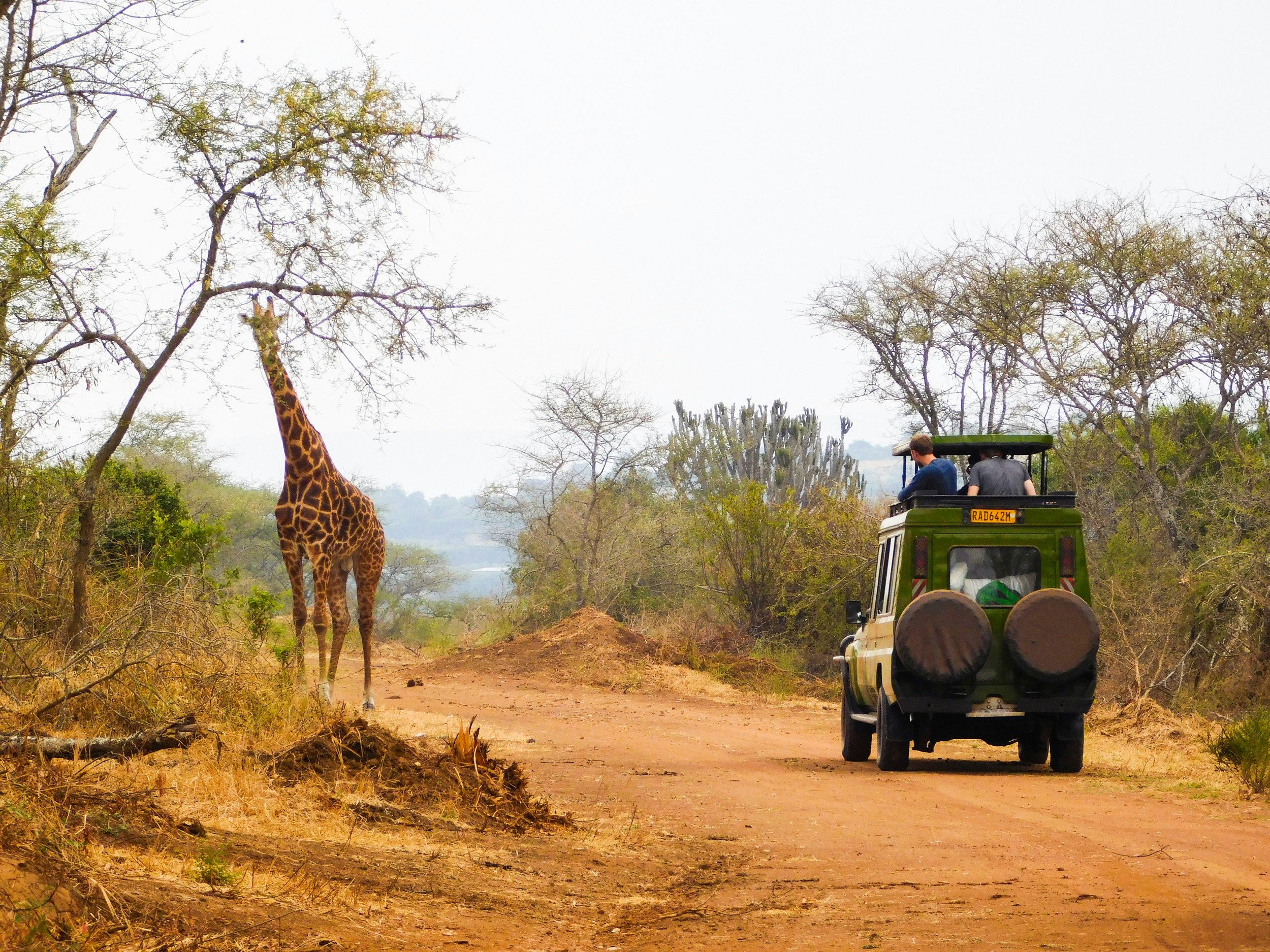 Open-roof safari Land Cruiser driving along a red dirt track past a giraffe in Akagera National Park, Rwanda, with dry savanna and acacia trees in the background
