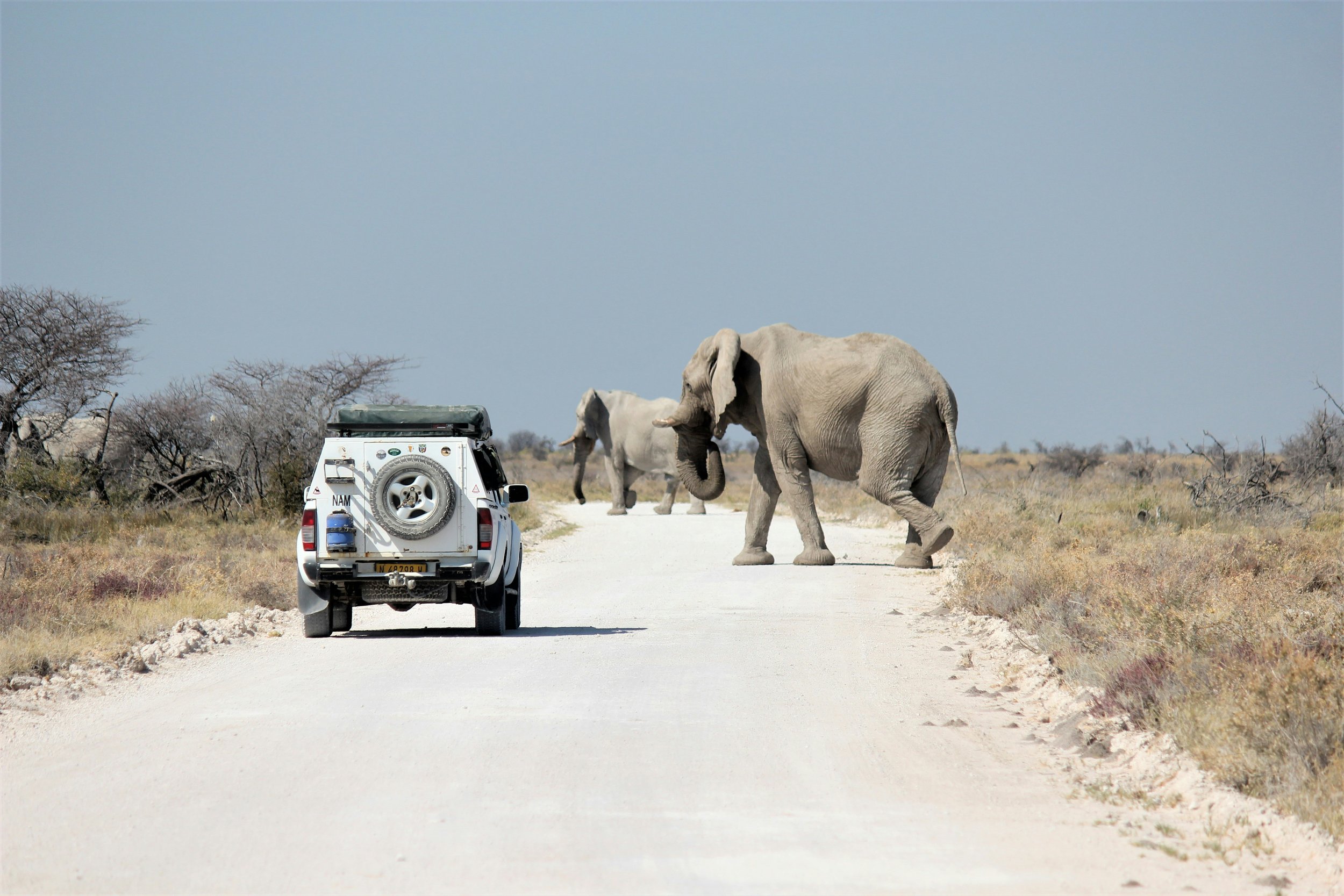 Two elephants crossing a dirt road directly in front of a white safari 4x4 vehicle in Etosha National Park, Namibia, on a bright day with sparse dry bush in the background