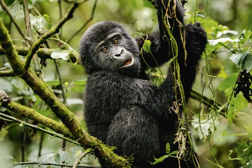 A playful baby mountain gorilla clinging to mossy vines and branches in the rainforest of Volcanoes National Park, Rwanda