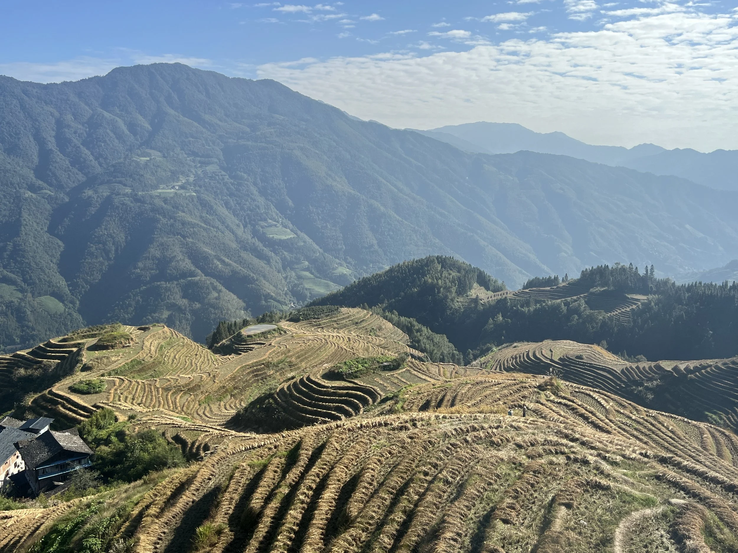 Sweeping view of the Dragon's Backbone rice terraces cascading down steep mountain slopes near Longsheng in Guangxi, China, with forested peaks and a blue sky with light cloud in the background