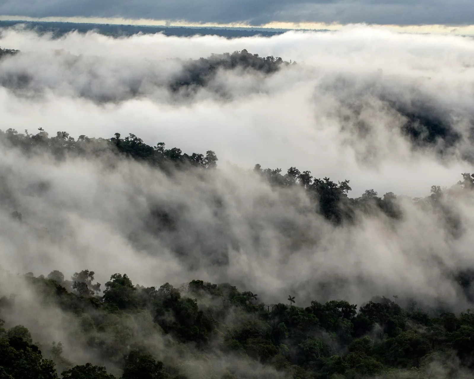 Exclusive Cloud Forest experiences - private tours of Ecuador's mystical highlands and wildlife