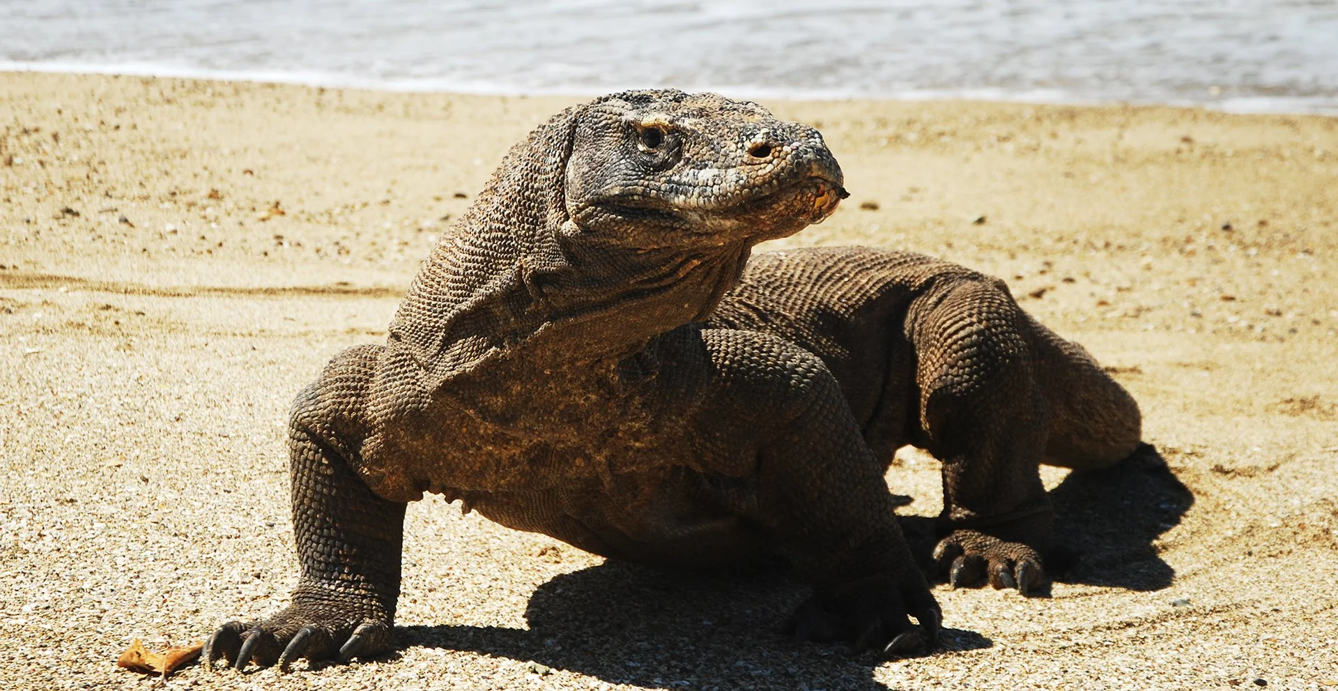 Large Komodo dragon resting on a sandy beach in Komodo National Park, Indonesia, with its distinctive scaly skin and forked tongue visible