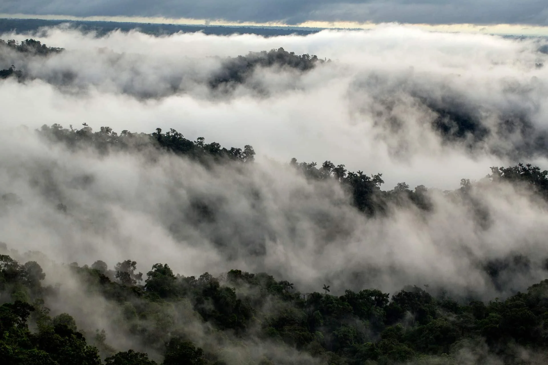 Aerial view of dense cloud forest canopy wrapped in rolling white mist in the western Andean slopes of Ecuador
