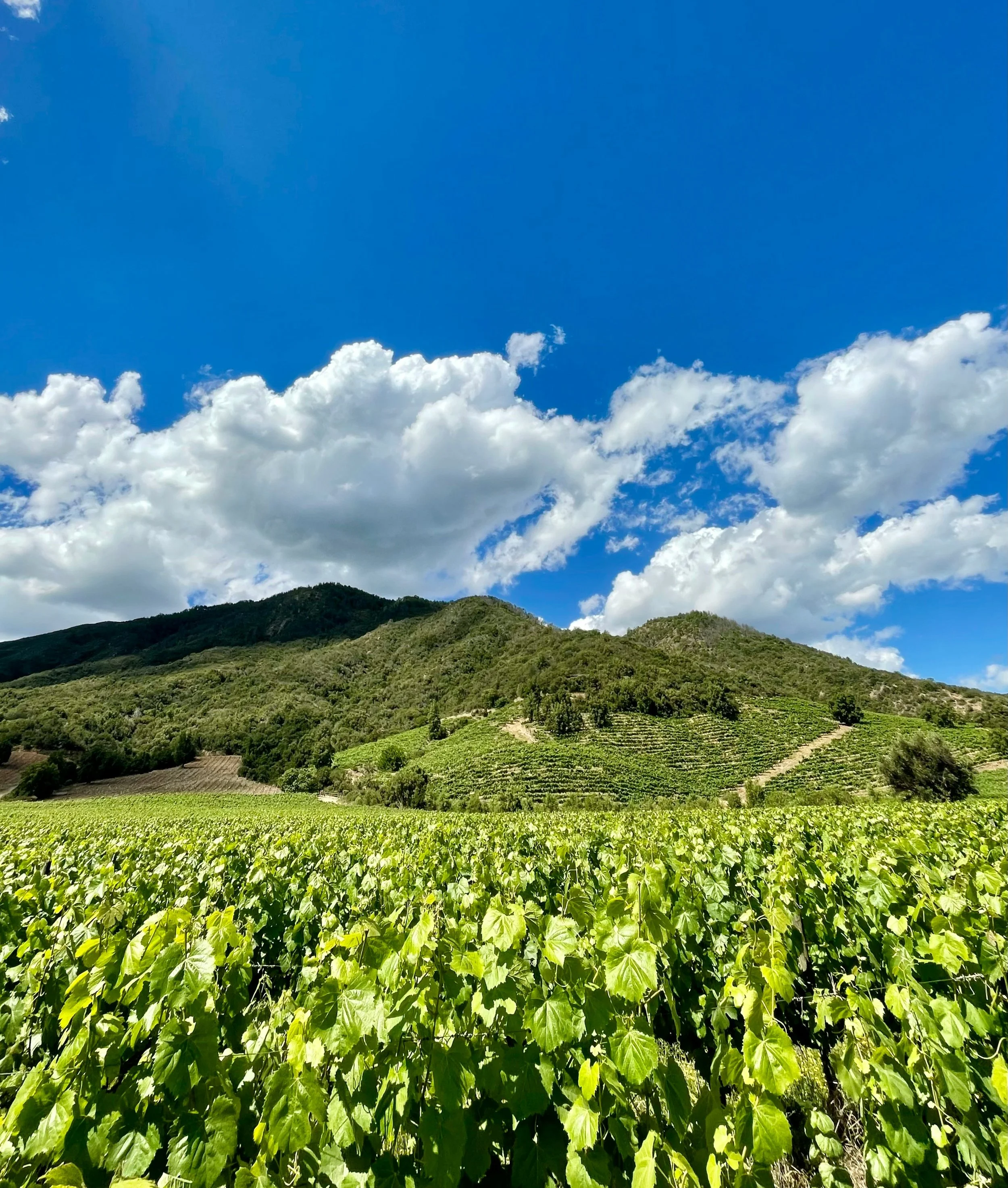 Rows of green vines in a Chilean Central Valley vineyard with lush forested hills and dramatic clouds above, one of South America's finest wine regions, Chile
