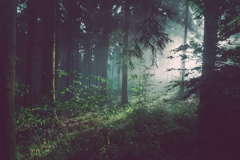 Mist drifting through the ancient trees of Nyungwe Forest at dawn, Rwanda, one of Africa's oldest and most biodiverse rainforests