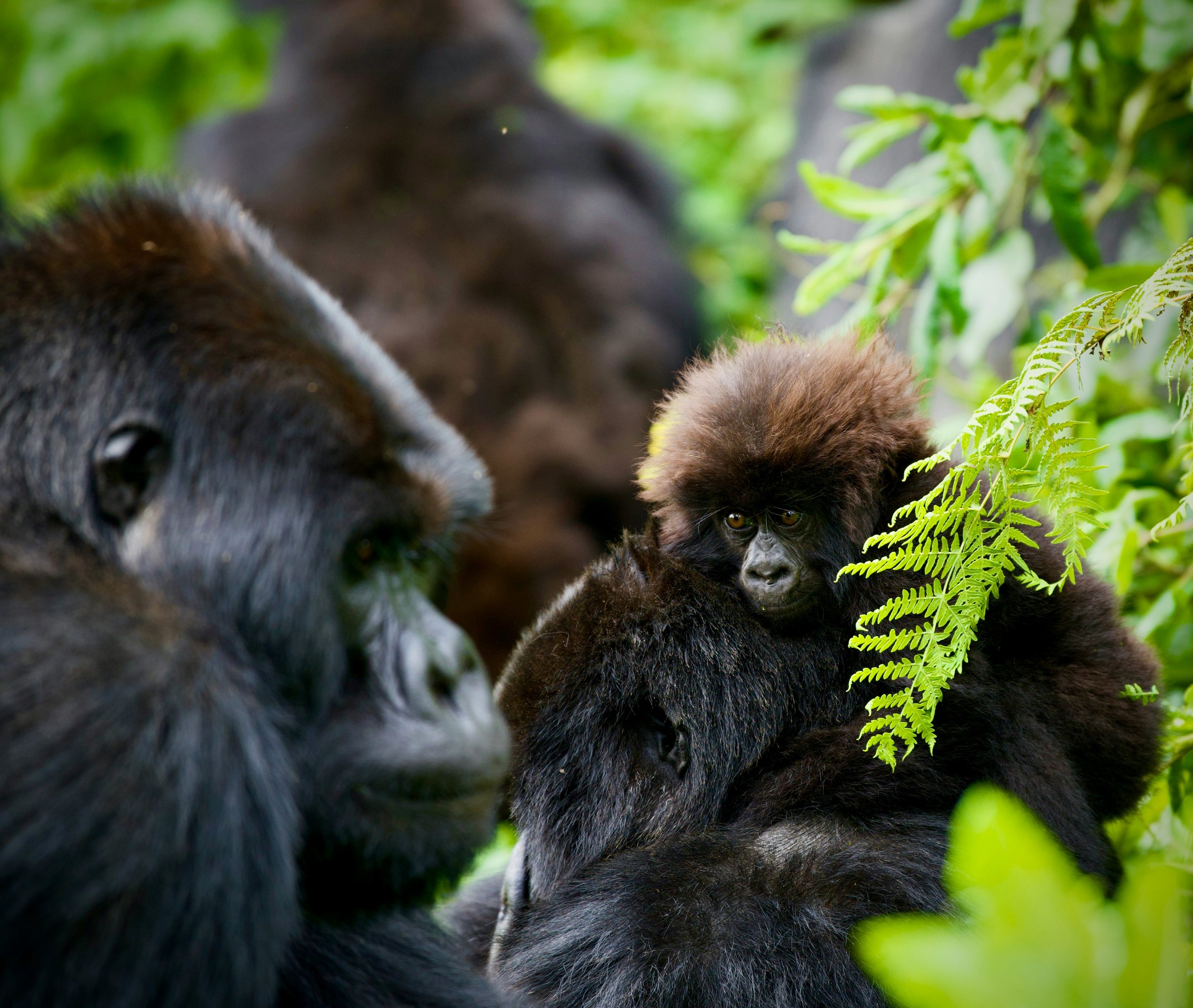 Close-up of a mountain gorilla and infant among green foliage in Volcanoes National Park, Rwanda, on a private gorilla trekking tour