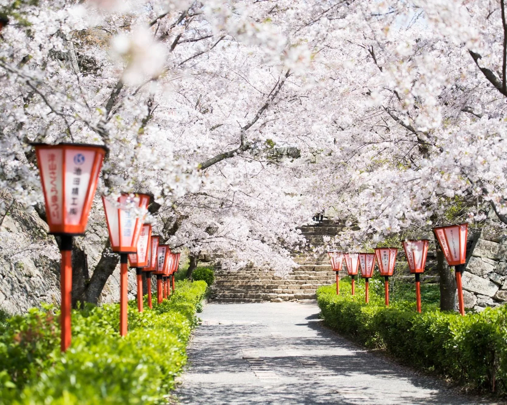 Japan Cherry Blossom Season Private Tour Kyoto Spring